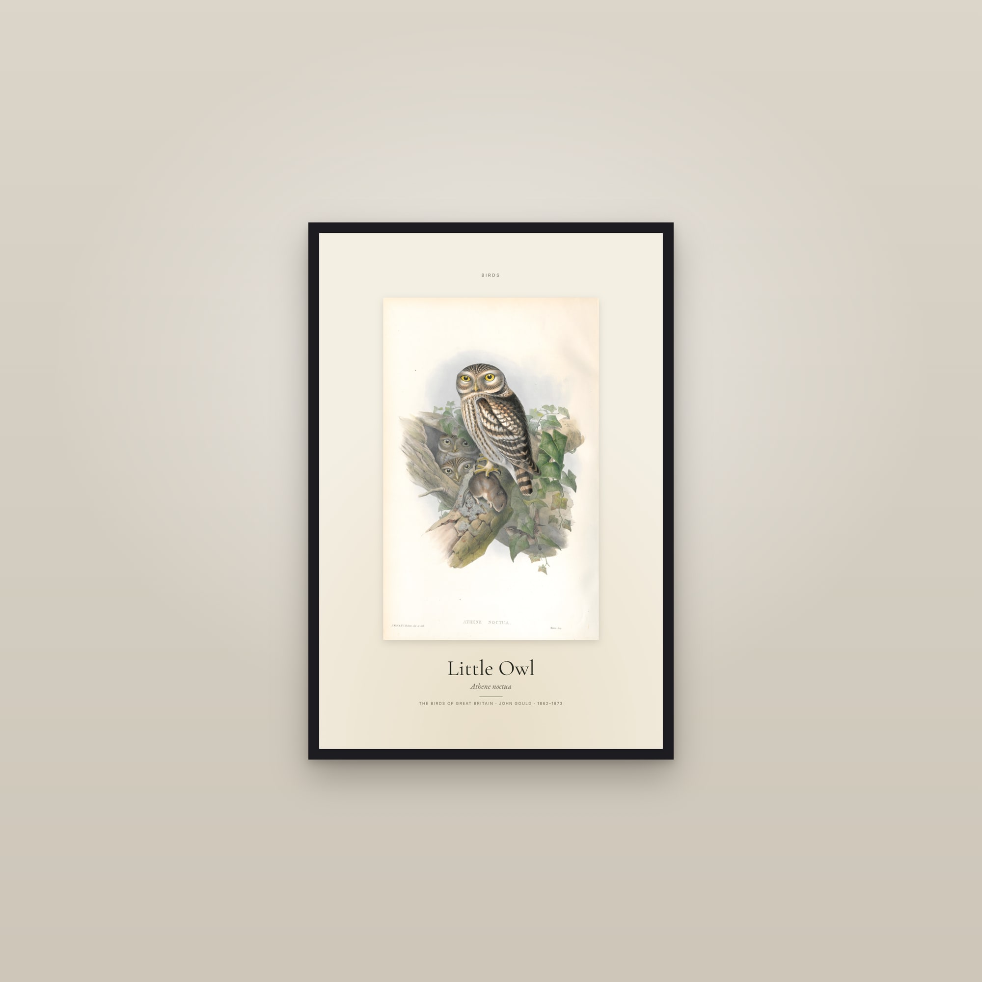 Little Owl (Gould) — Specimen — framed in a gallery setting