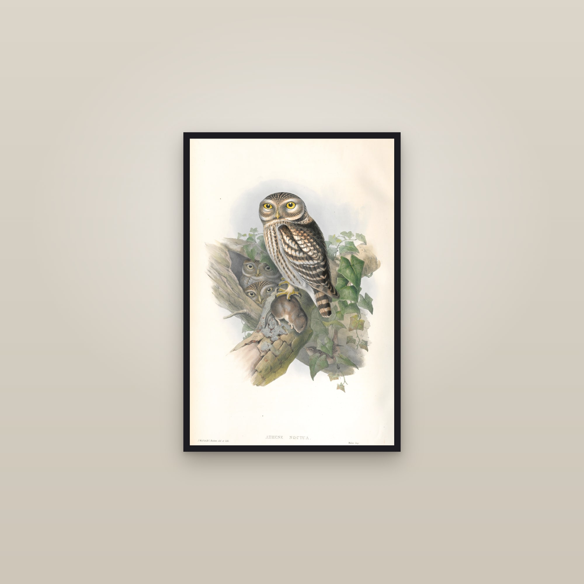 Little Owl (Gould) — framed in a gallery setting