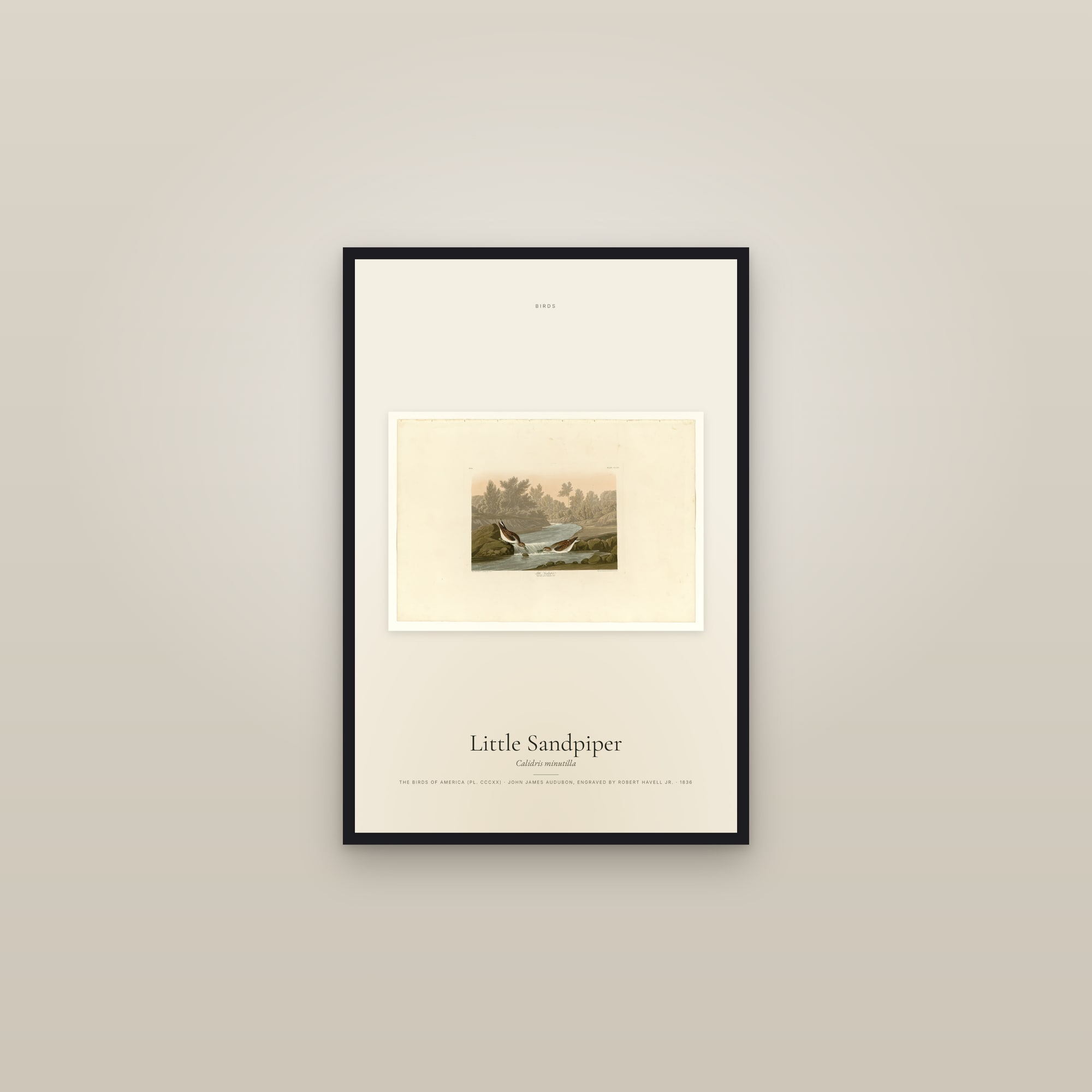 Little Sandpiper — framed in a gallery setting