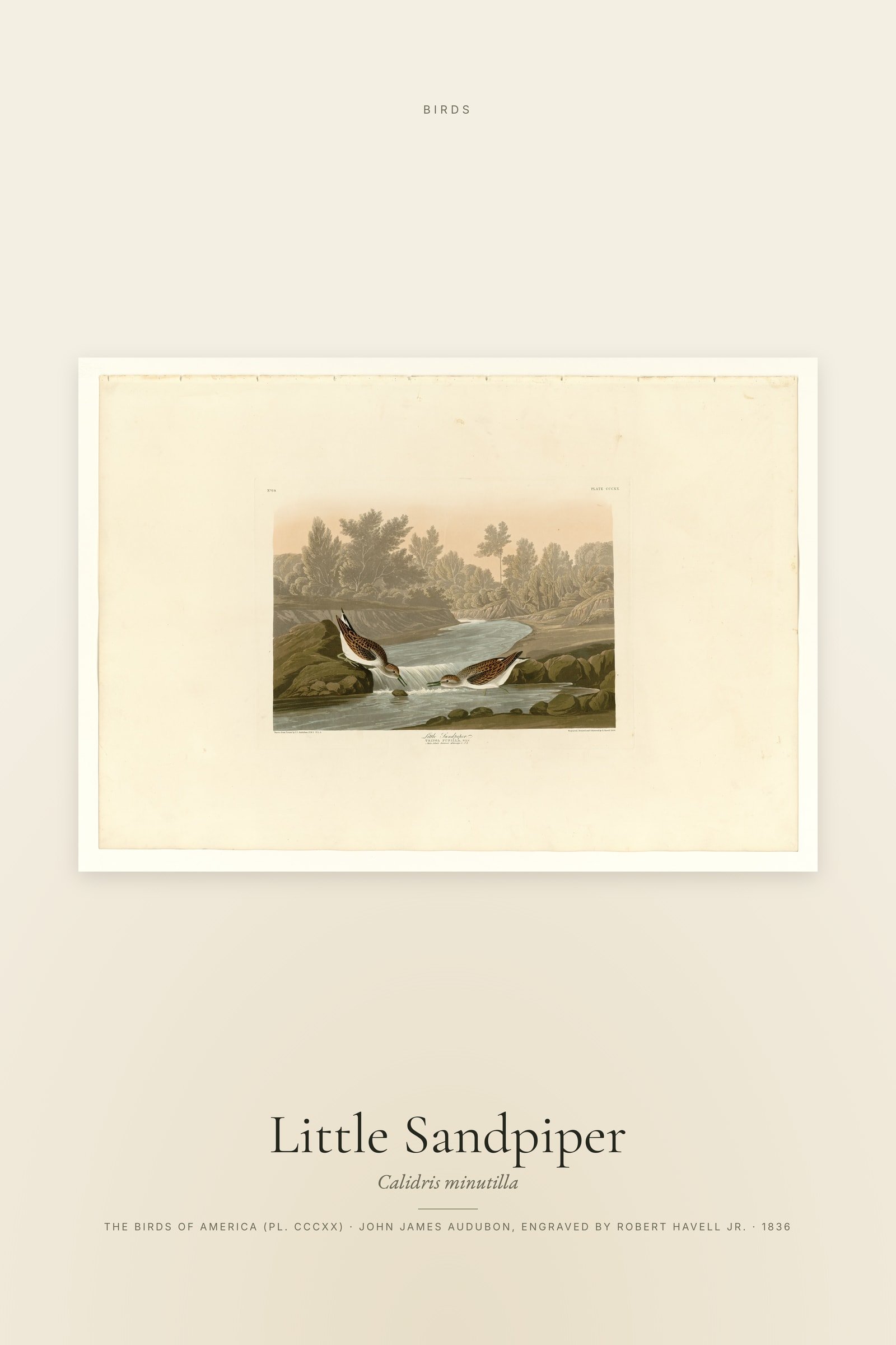 Little Sandpiper