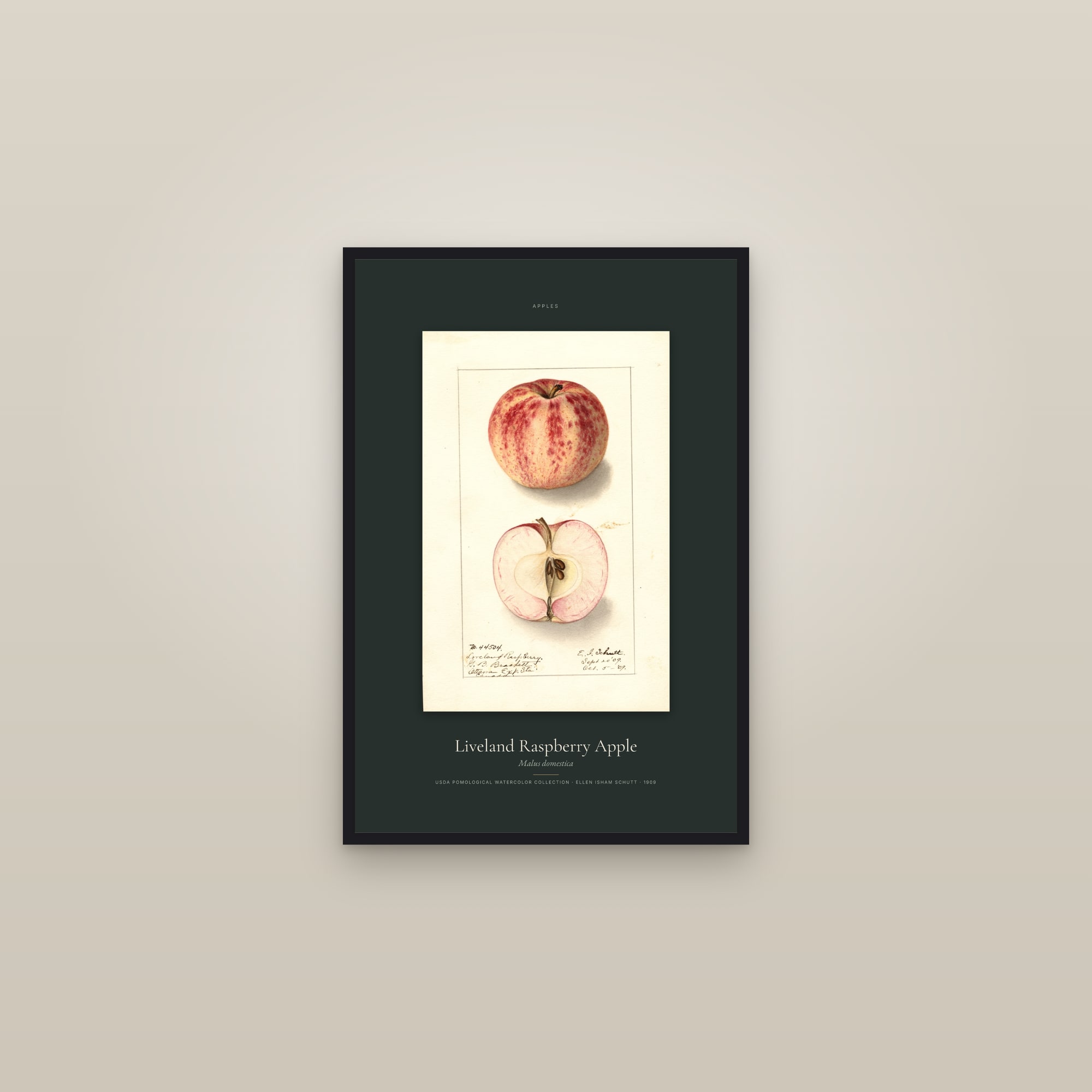 Liveland Raspberry Apple — Specimen — framed in a gallery setting