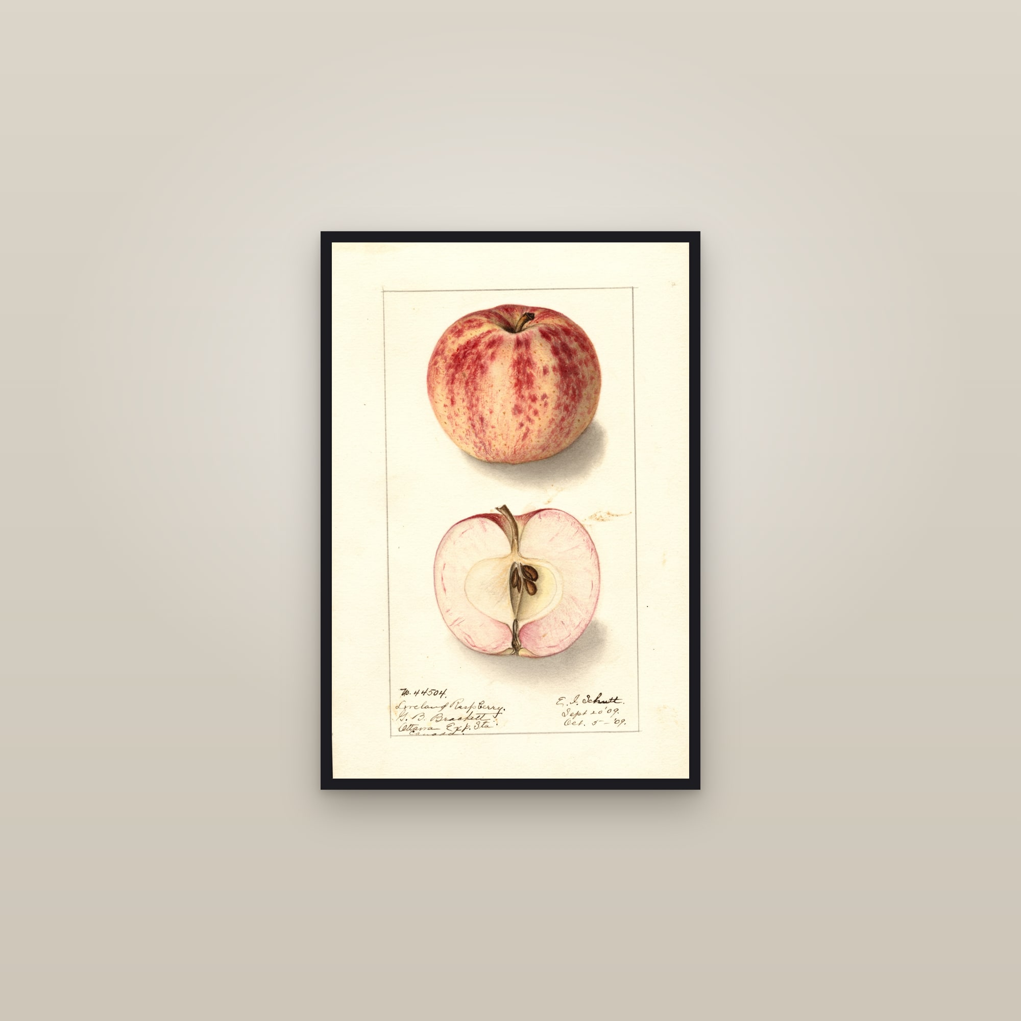 Liveland Raspberry Apple — framed in a gallery setting