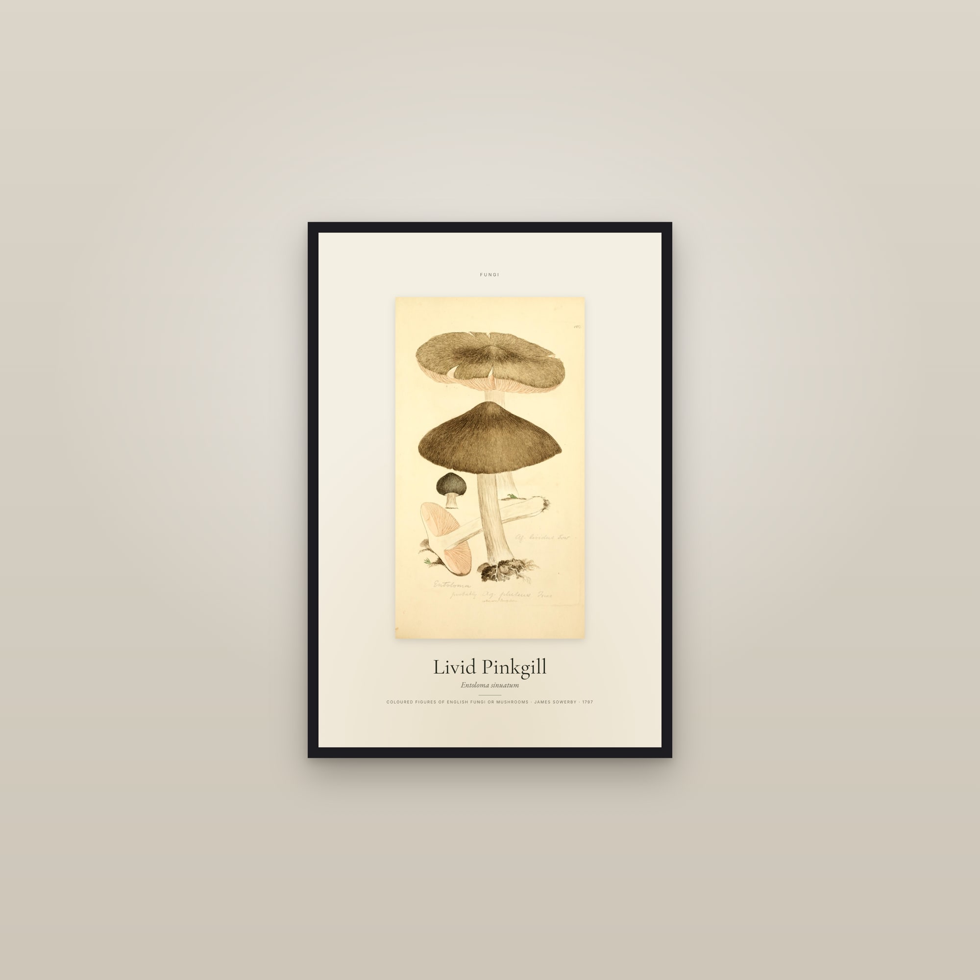 Livid Pinkgill — Specimen — framed in a gallery setting