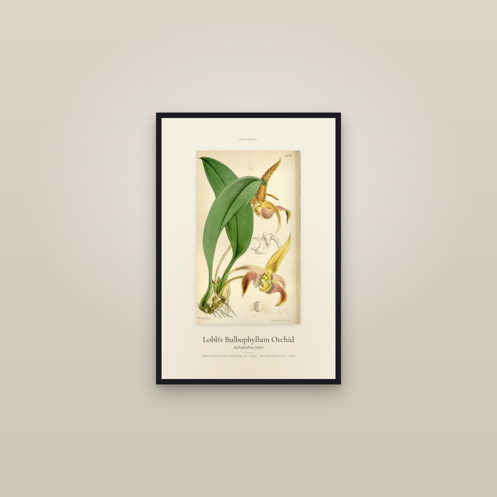 Lobb's Bulbophyllum Orchid — Specimen — framed in a gallery setting