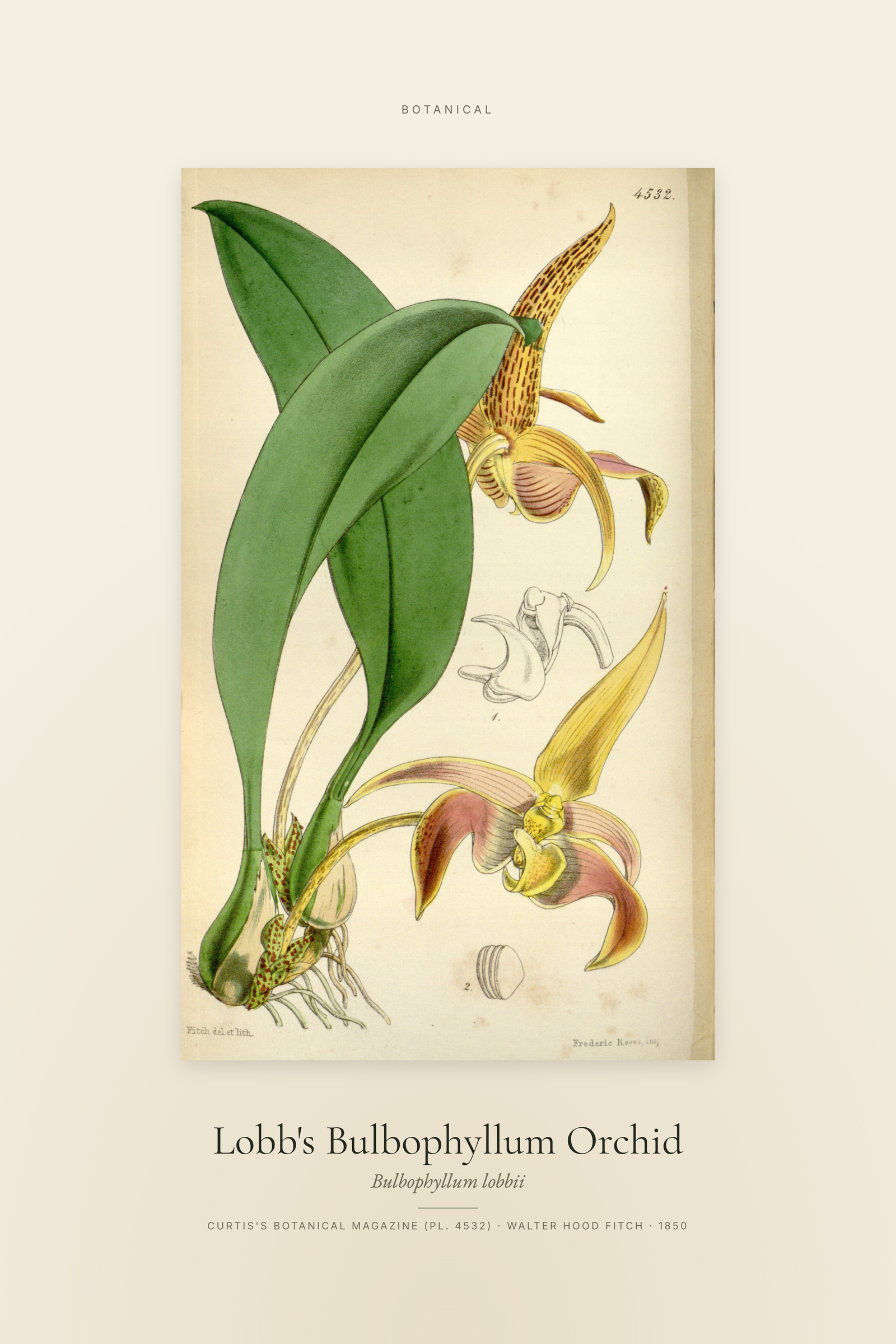 Lobb's Bulbophyllum Orchid — Specimen