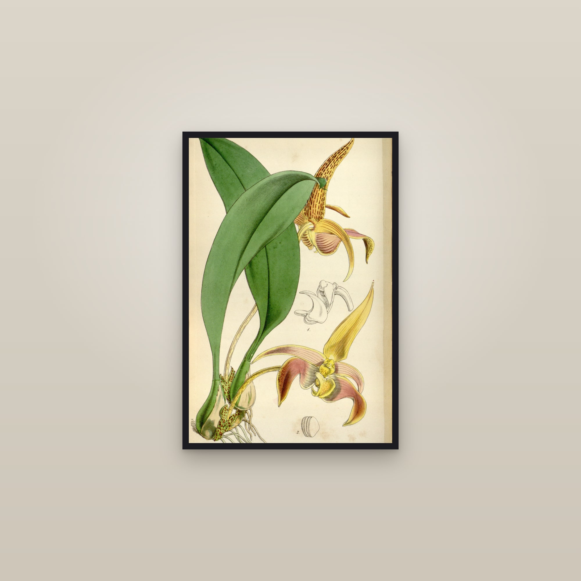 Lobb's Bulbophyllum Orchid — framed in a gallery setting