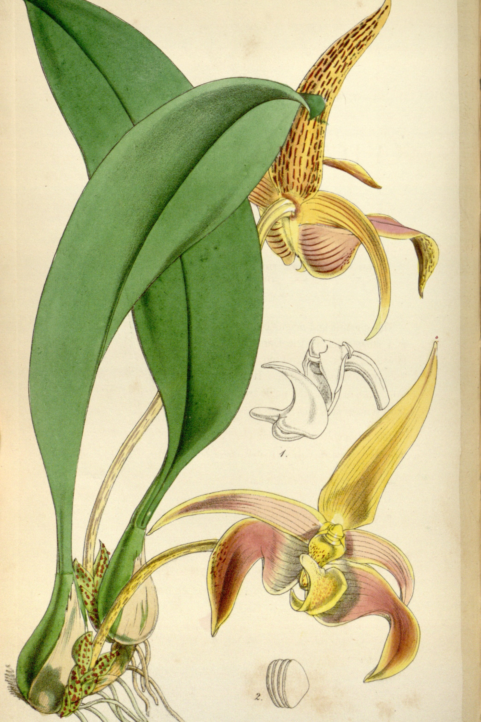 Lobb's Bulbophyllum Orchid