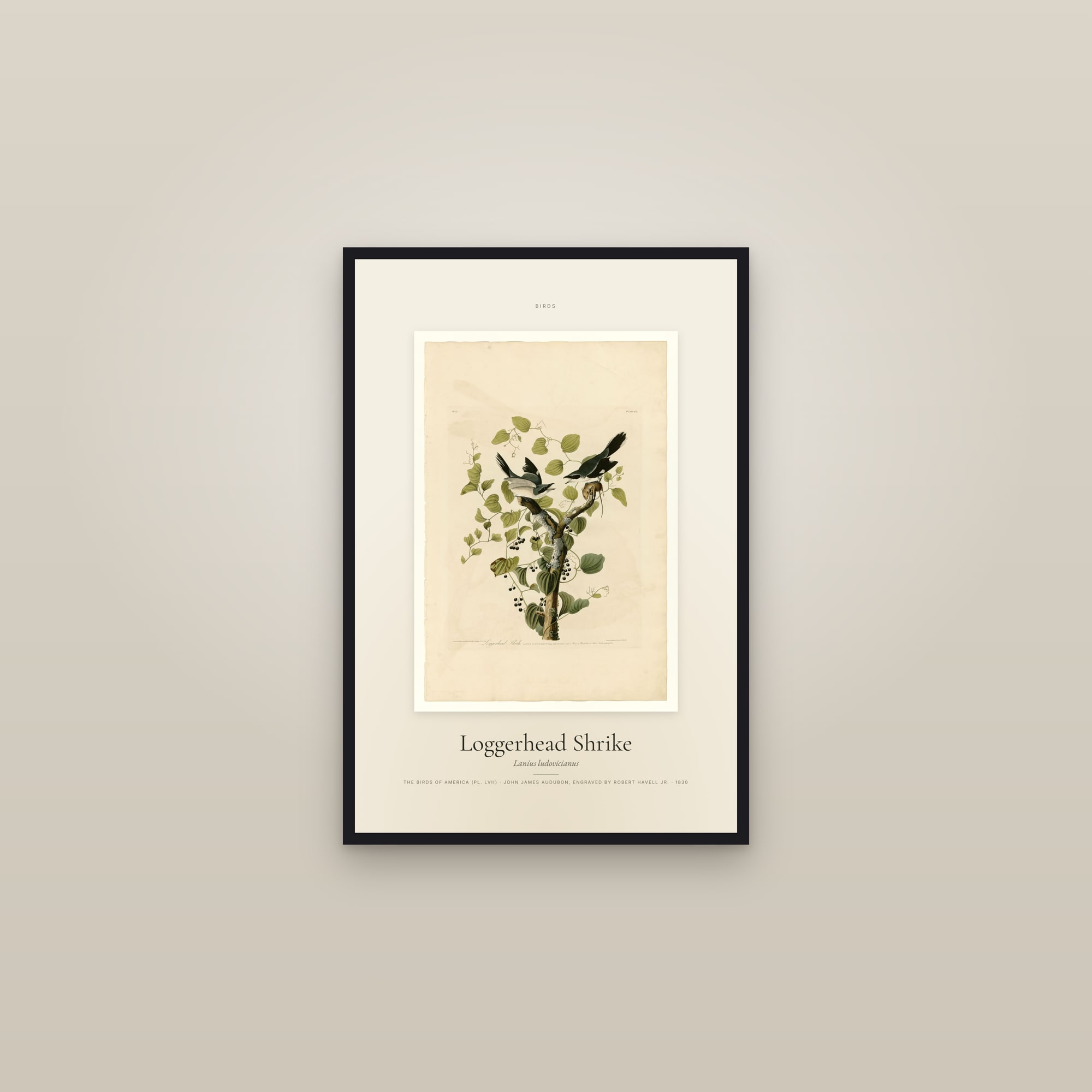 Loggerhead Shrike — Specimen — framed in a gallery setting