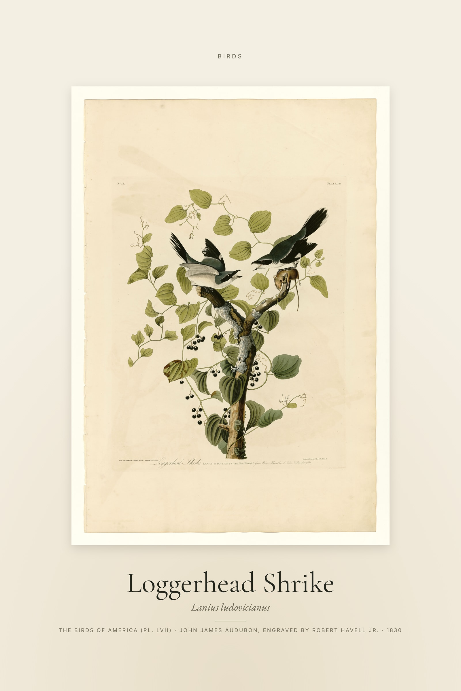 Loggerhead Shrike — Specimen