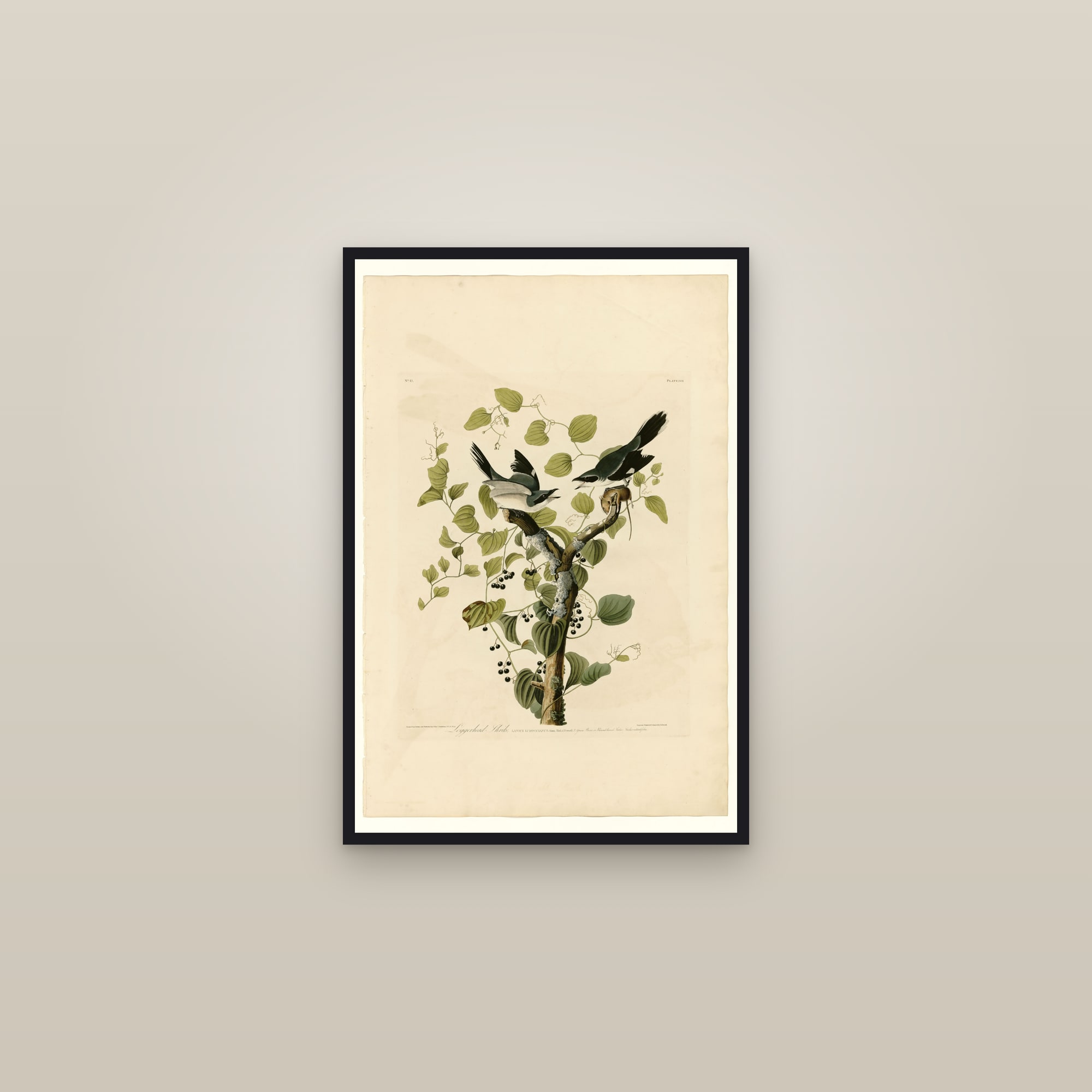Loggerhead Shrike — framed in a gallery setting