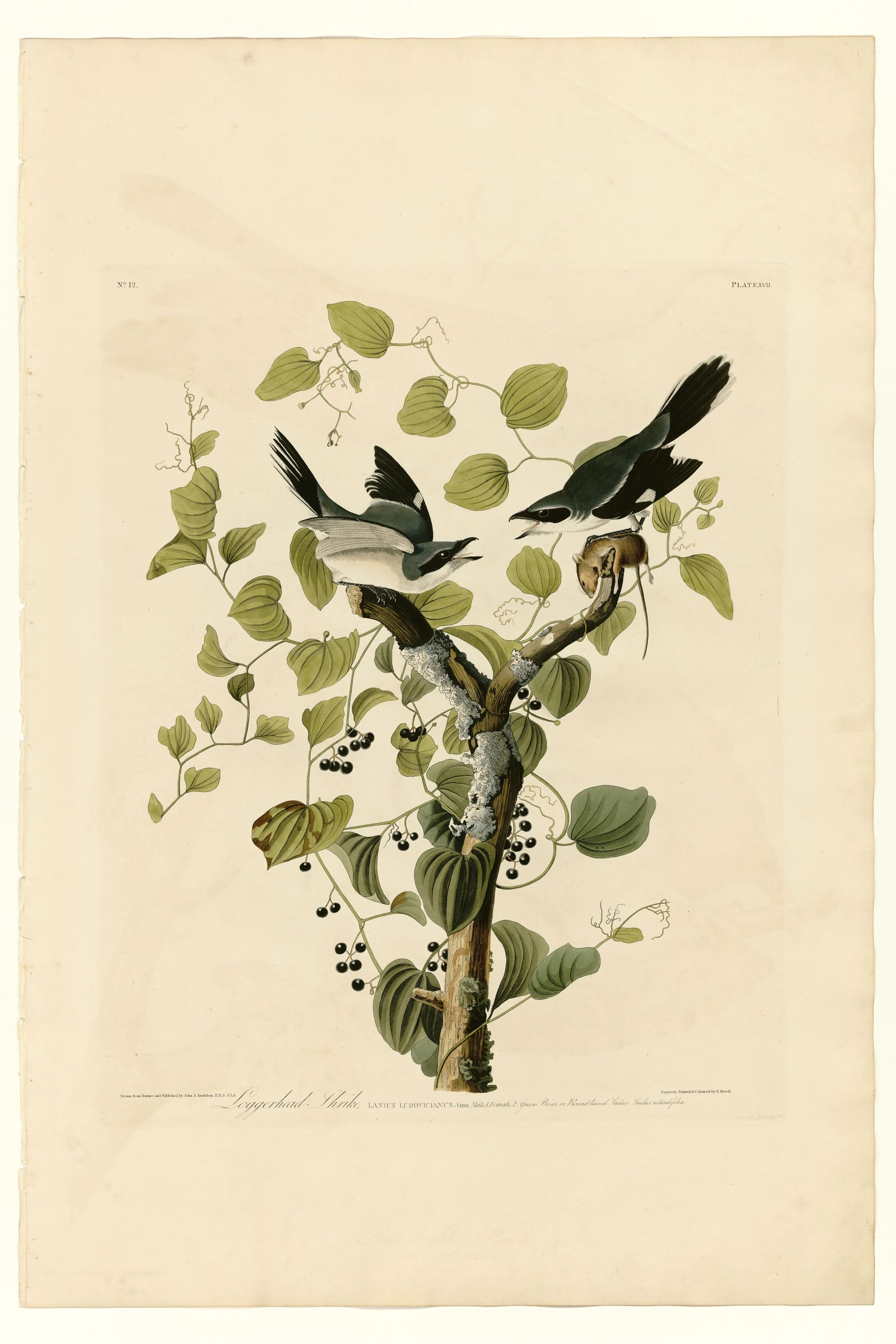 Loggerhead Shrike