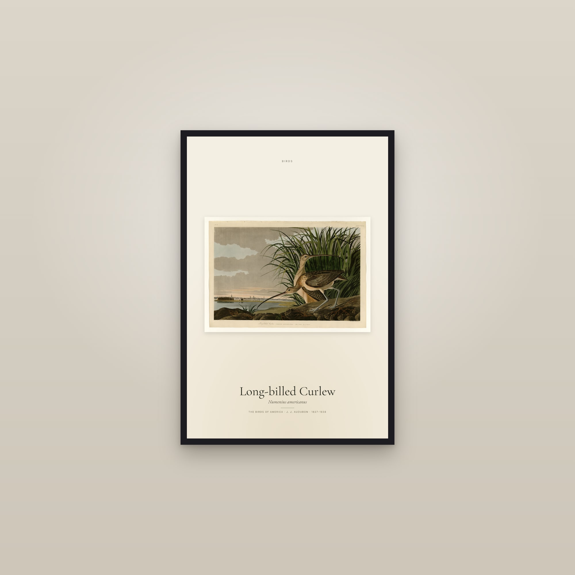 Long-billed Curlew — framed in a gallery setting
