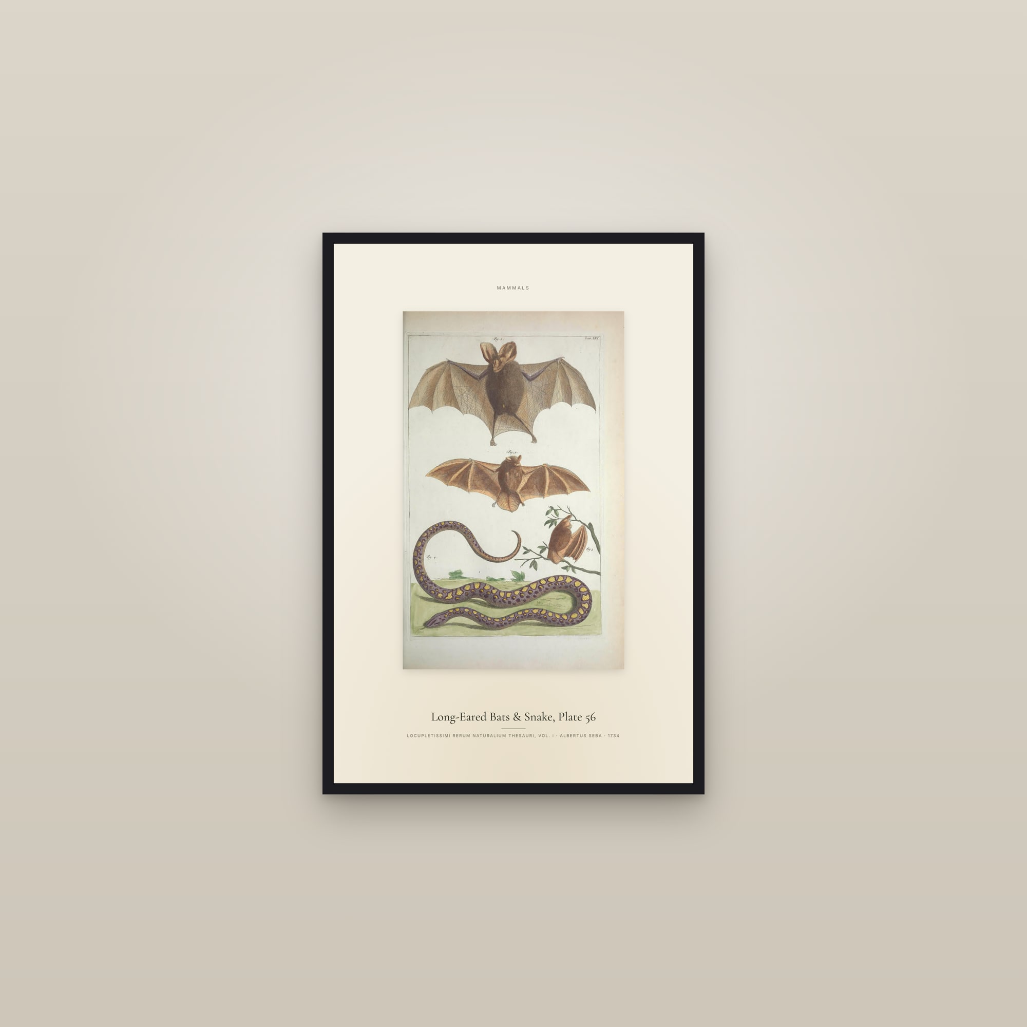 Long-Eared Bats & Snake, Plate 56 — Specimen — framed in a gallery setting