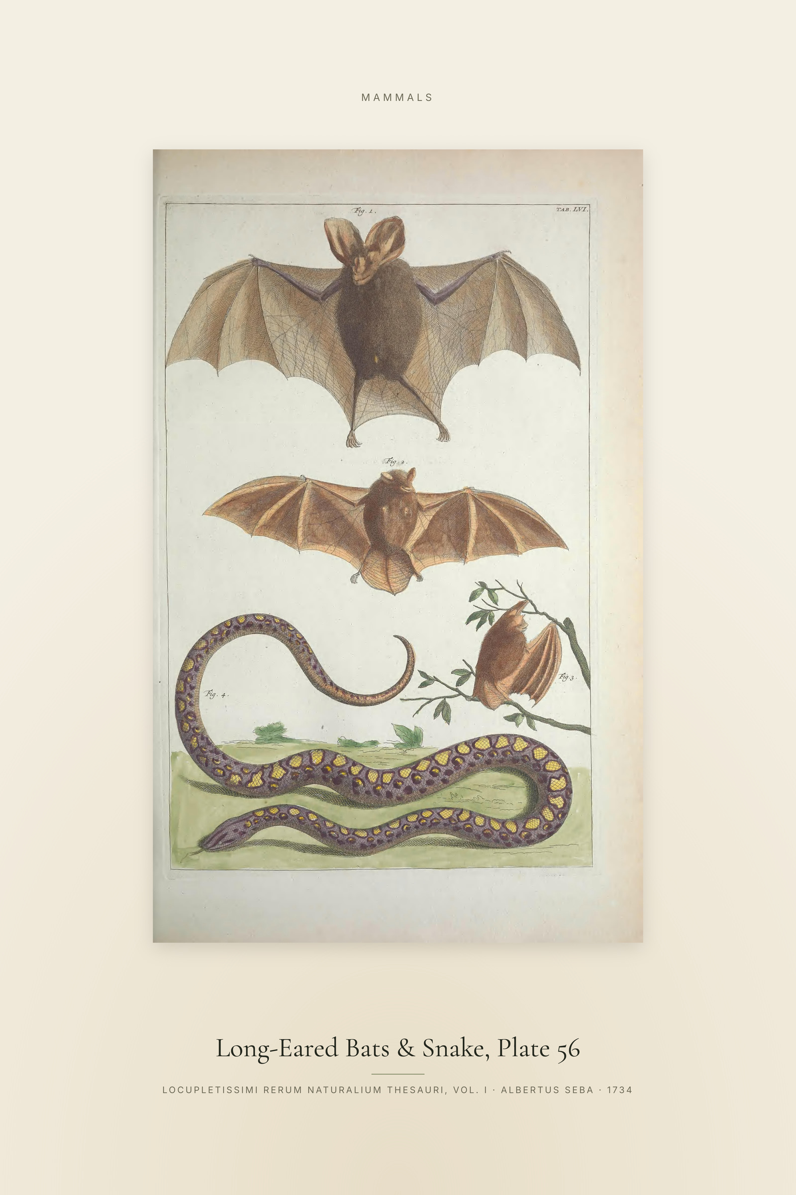 Long-Eared Bats & Snake, Plate 56 — Specimen