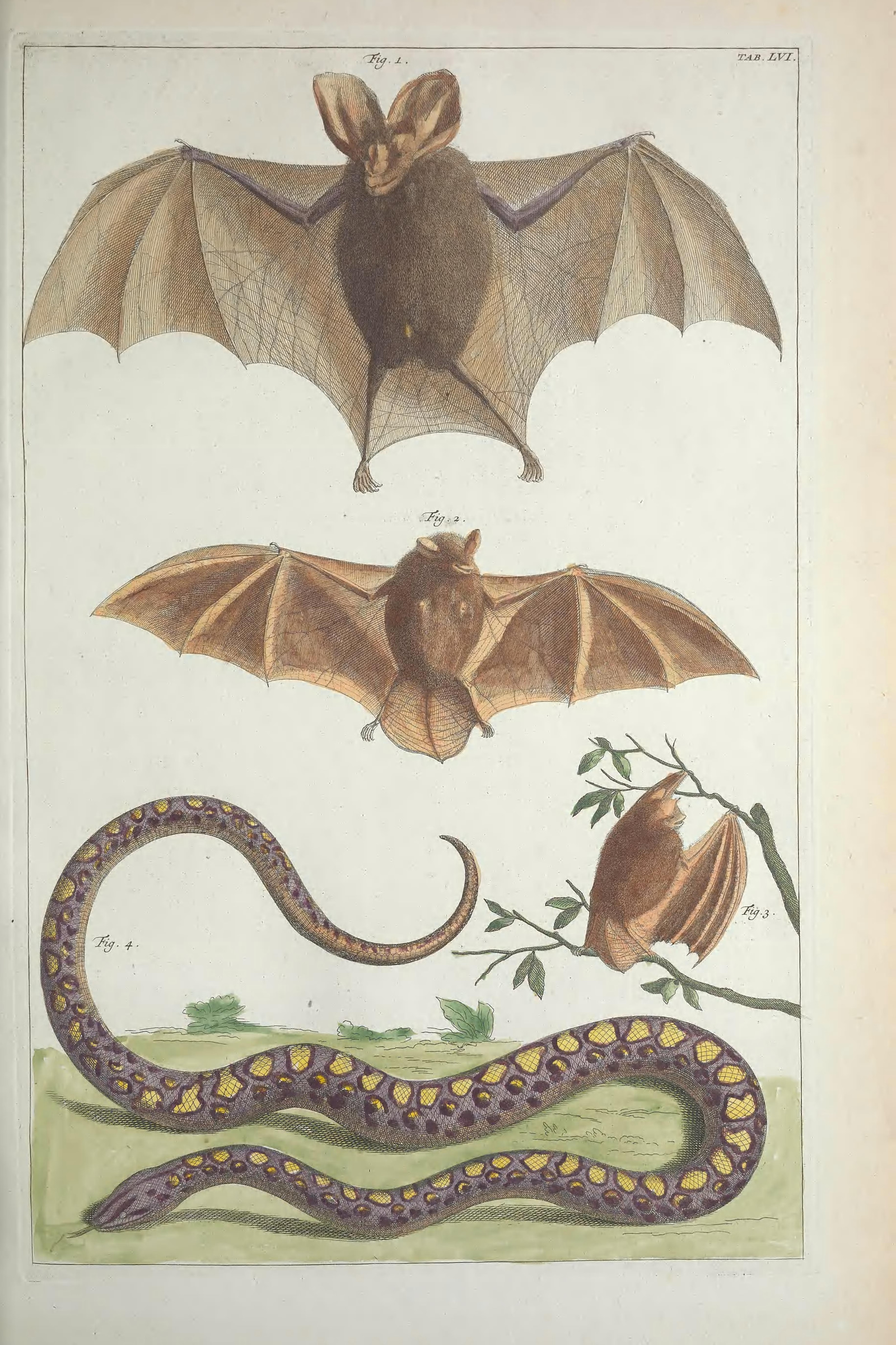 Long-Eared Bats & Snake, Plate 56