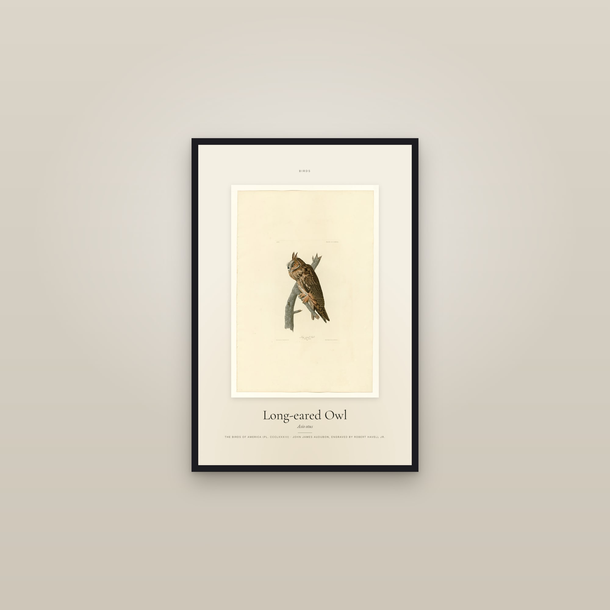 Long-eared Owl — Specimen — framed in a gallery setting
