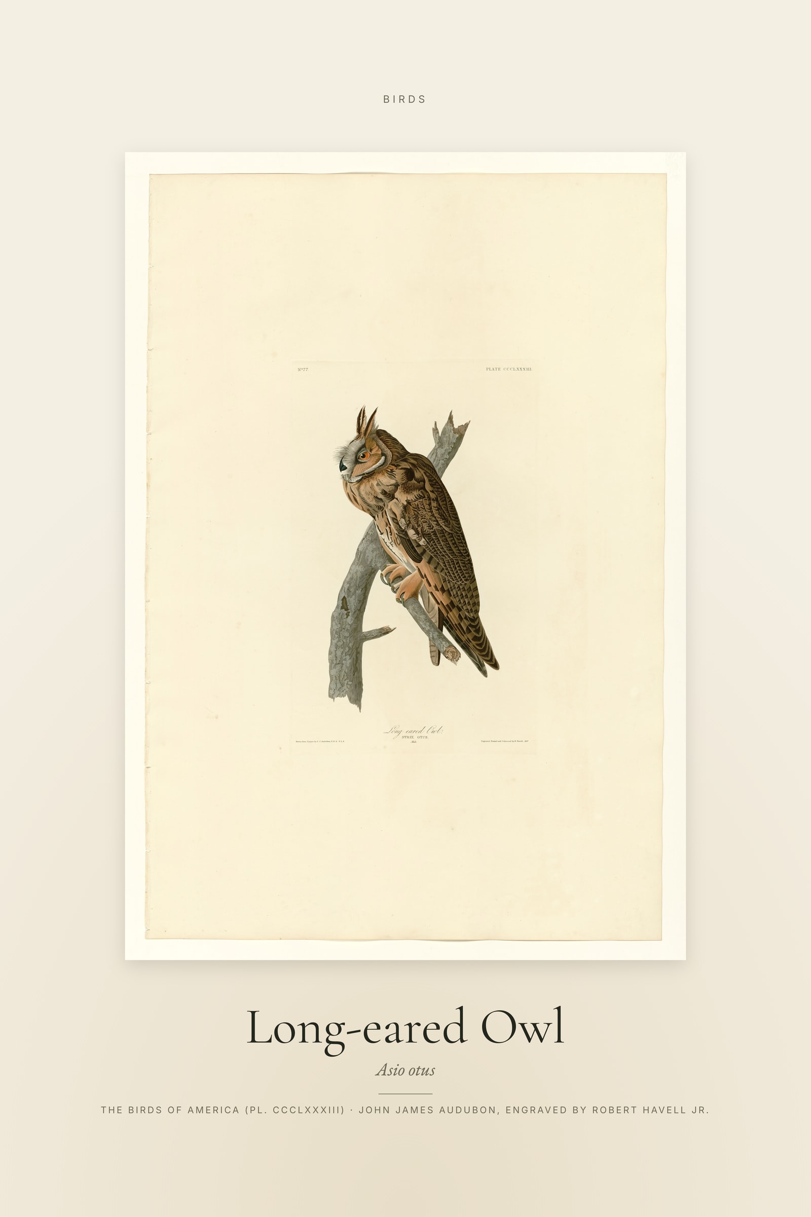 Long-eared Owl — Specimen