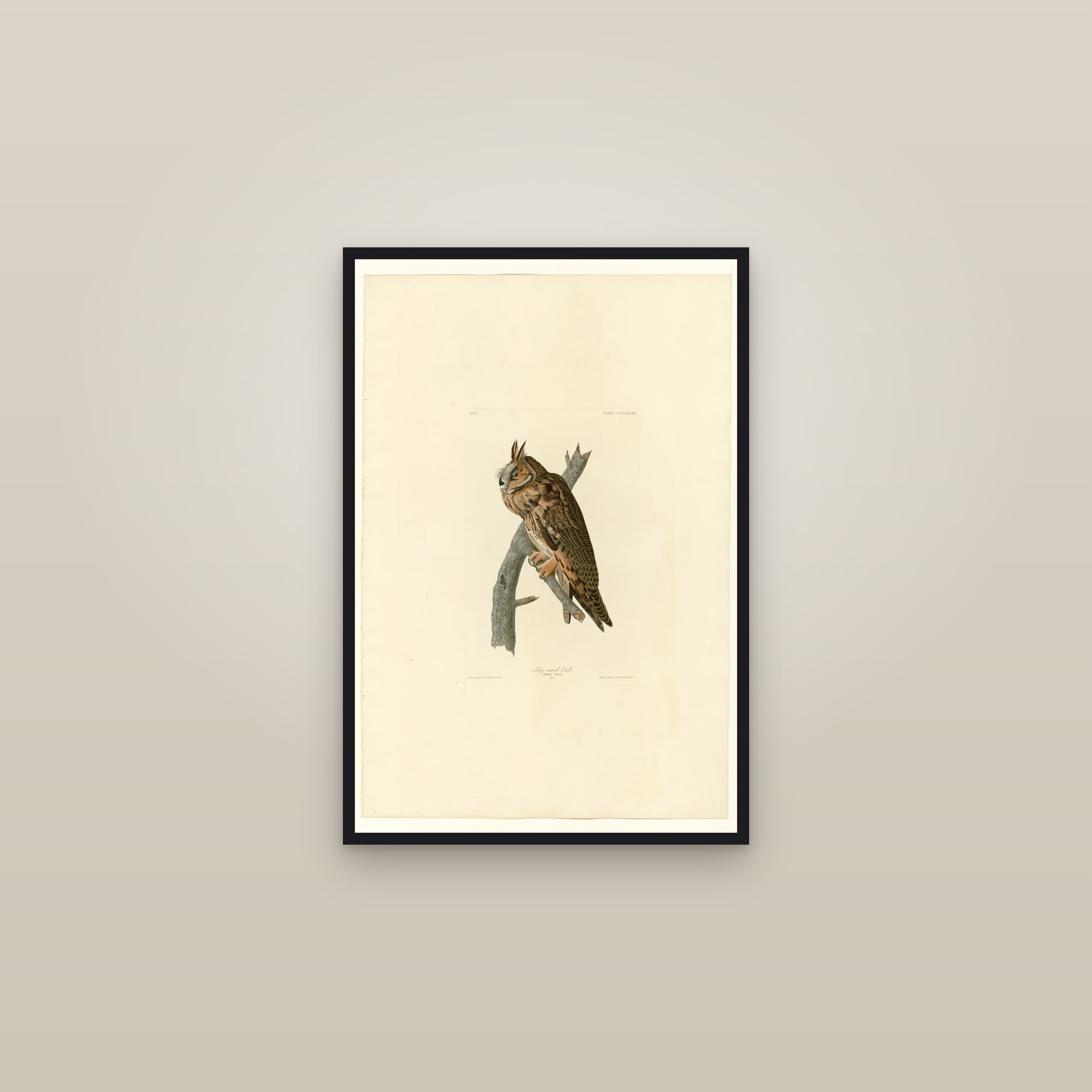 Long-eared Owl — framed in a gallery setting