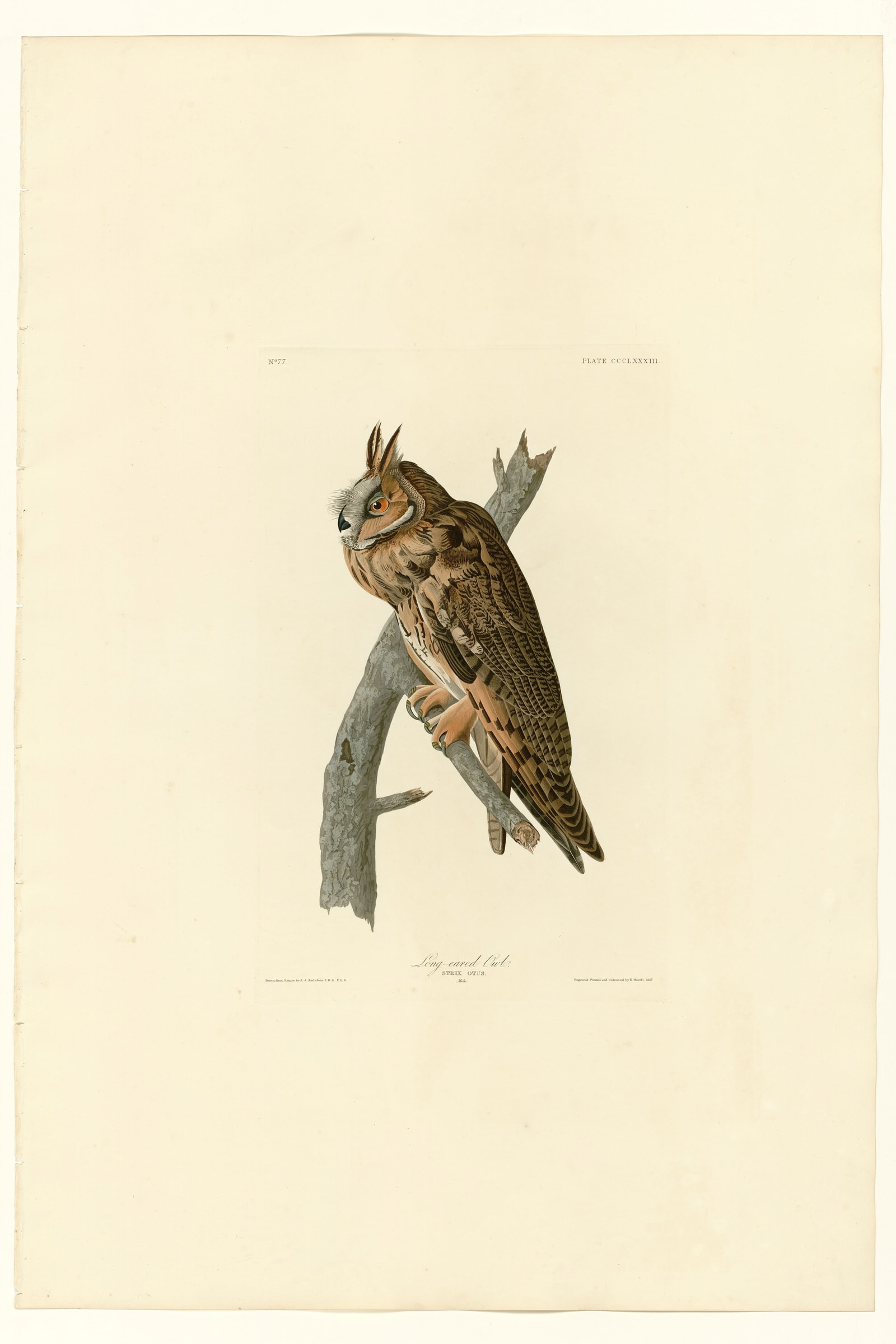 Long-eared Owl