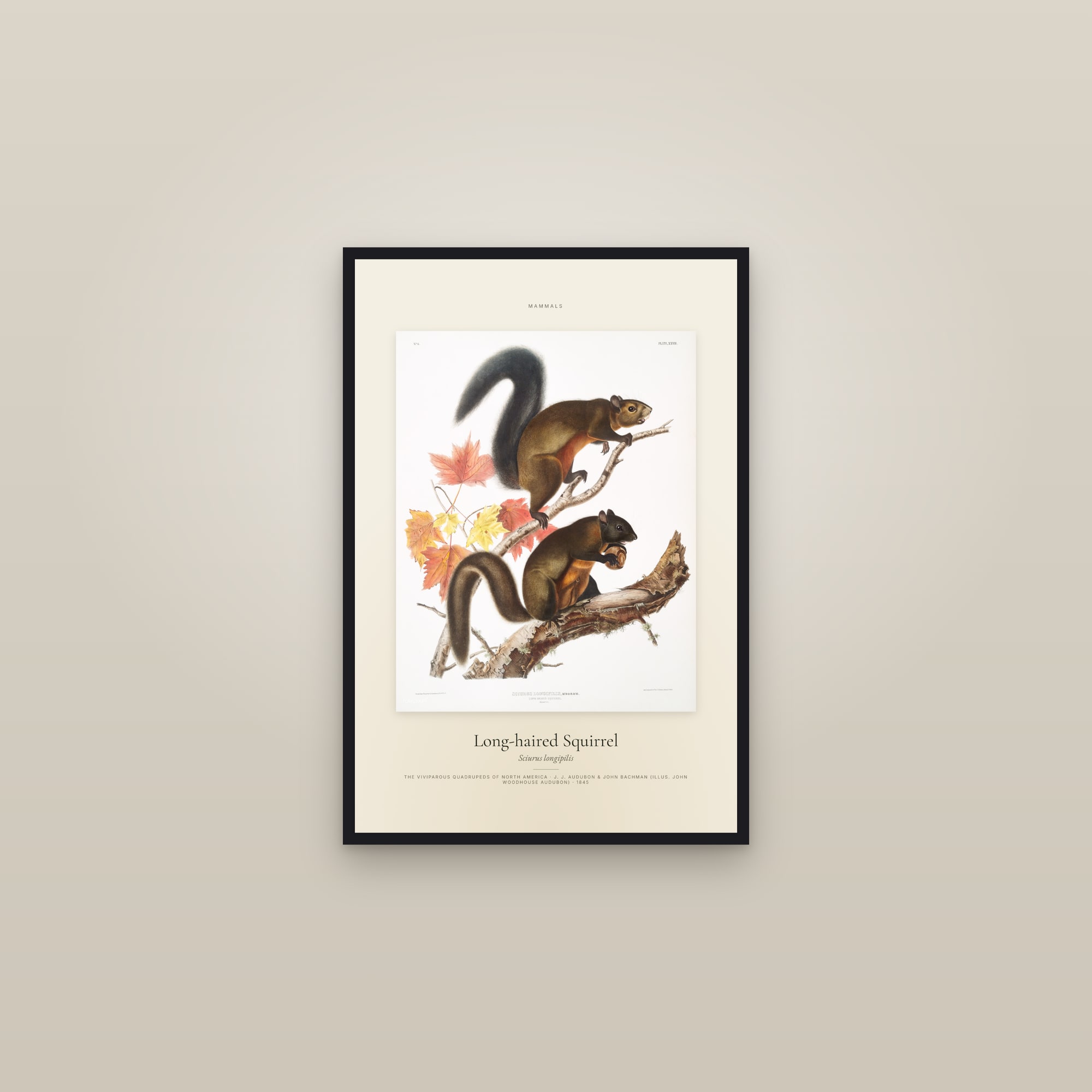 Long-haired Squirrel — Specimen — framed in a gallery setting