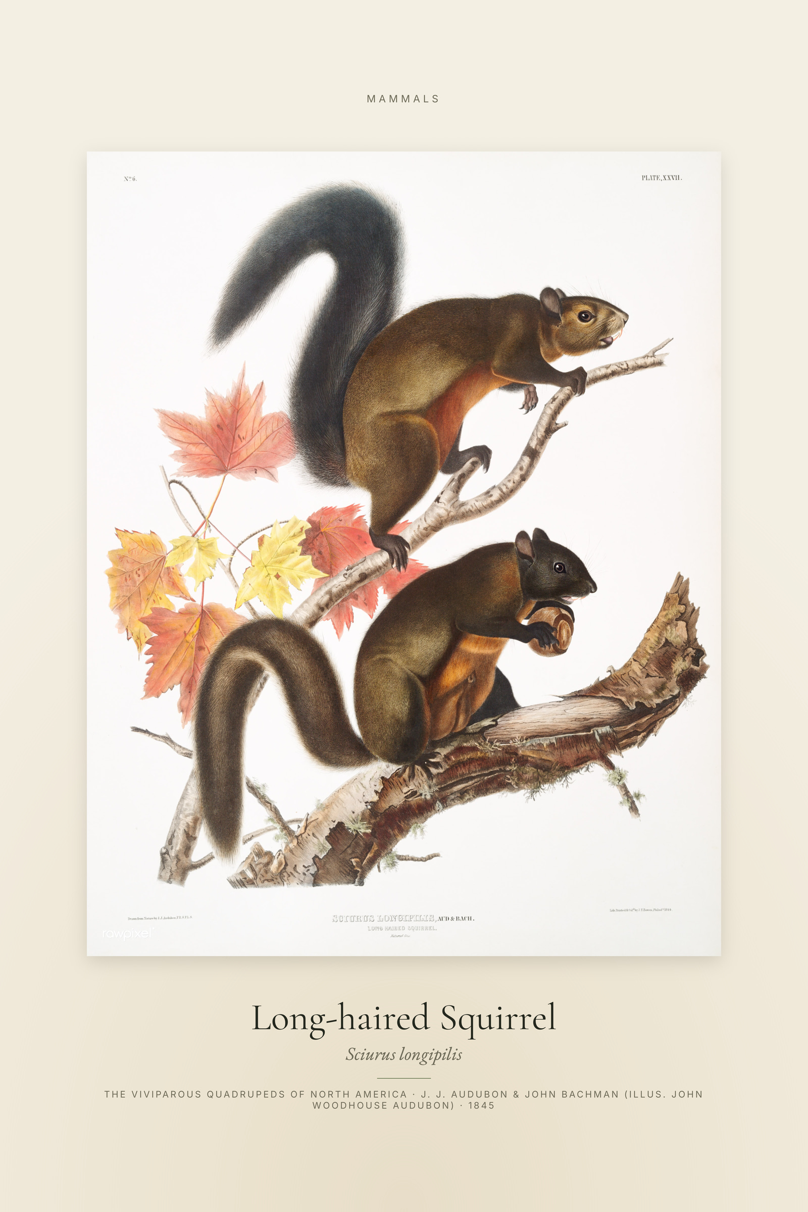 Long-haired Squirrel — Specimen