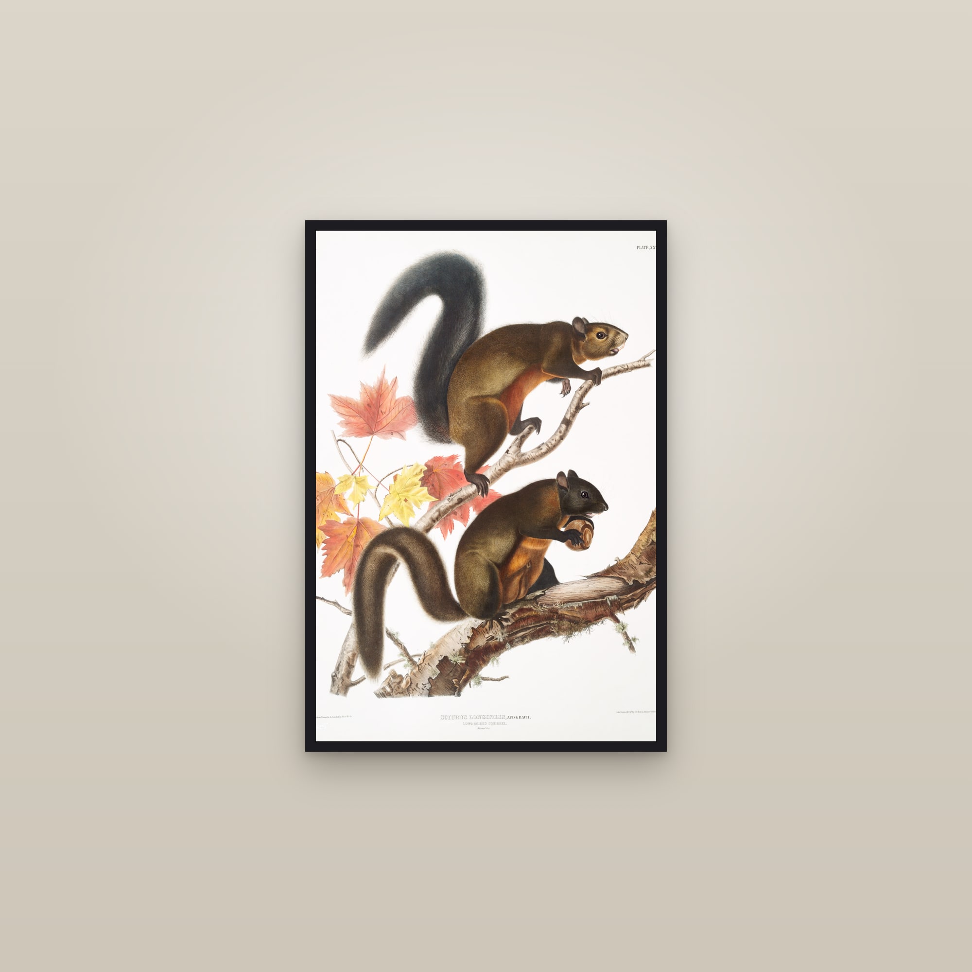 Long-haired Squirrel — framed in a gallery setting