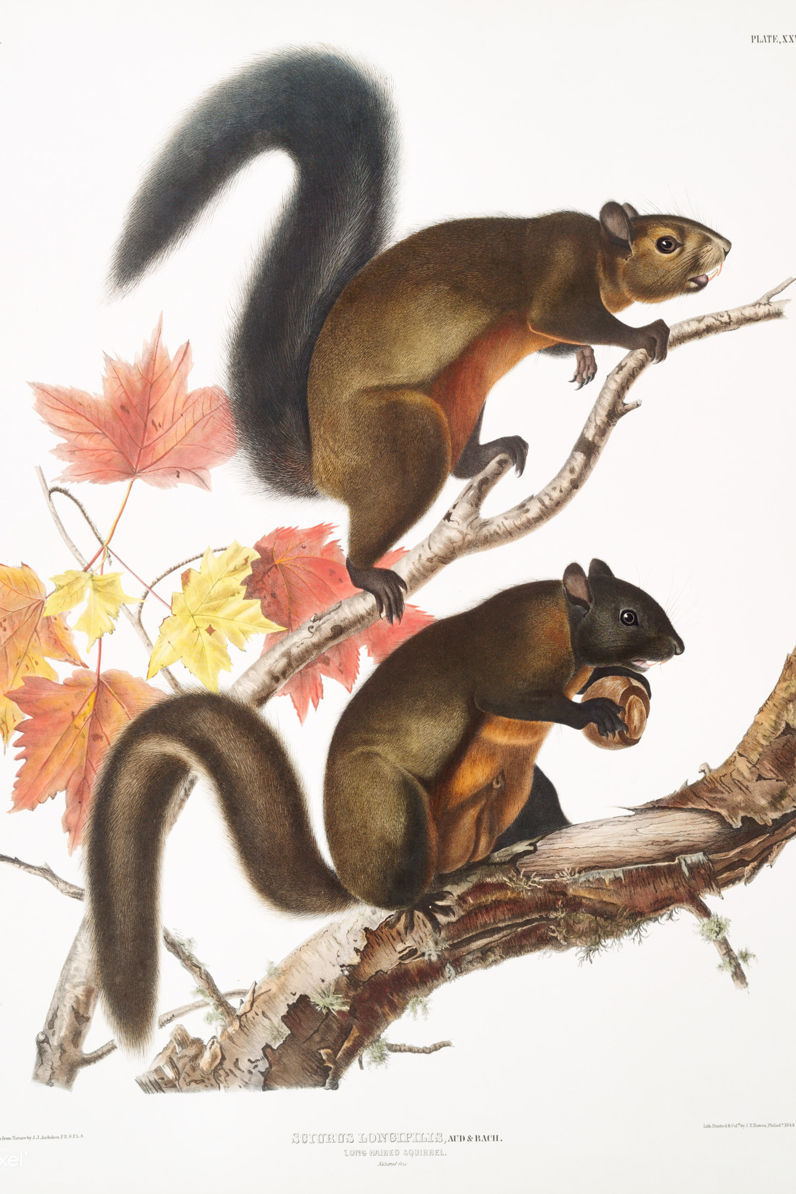 Long-haired Squirrel