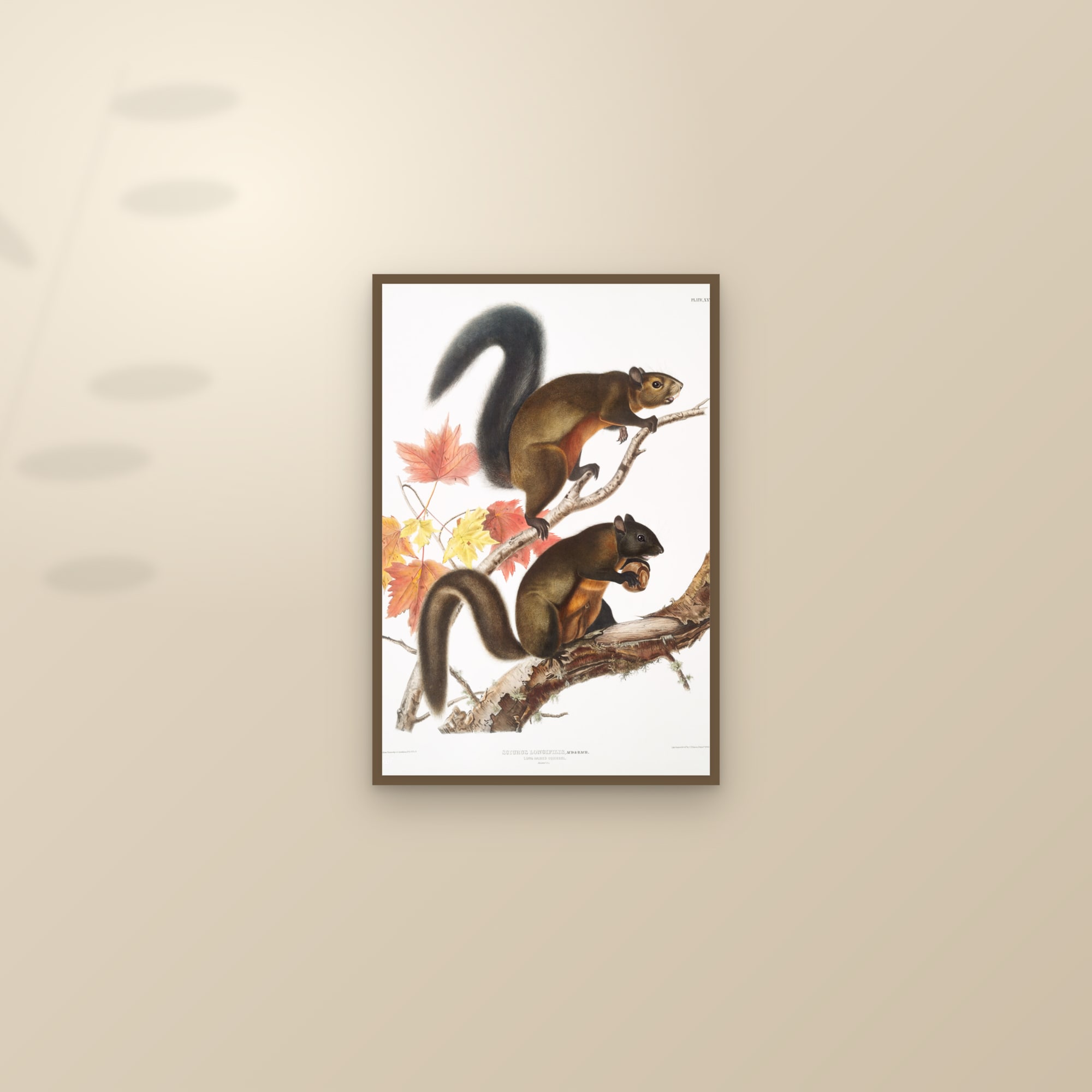 Long-haired Squirrel — framed and styled on a sunlit wall