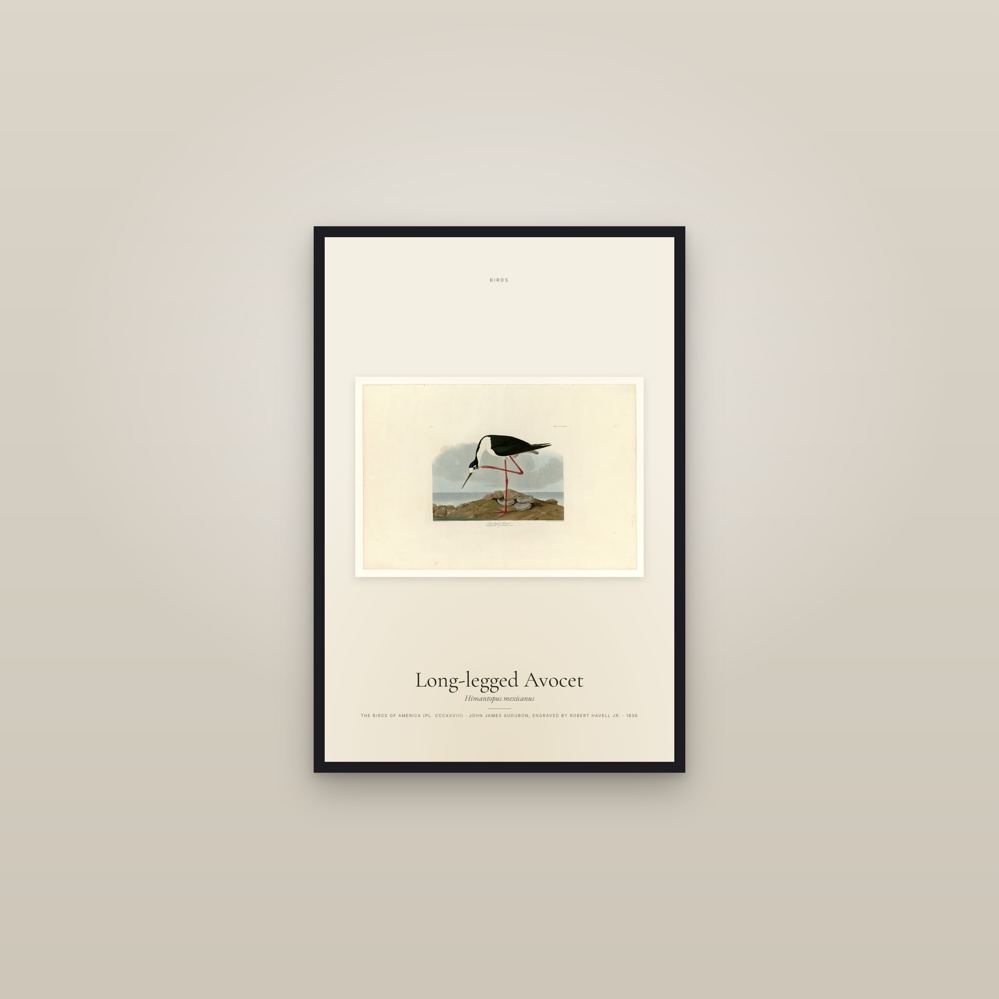 Long-legged Avocet — framed in a gallery setting