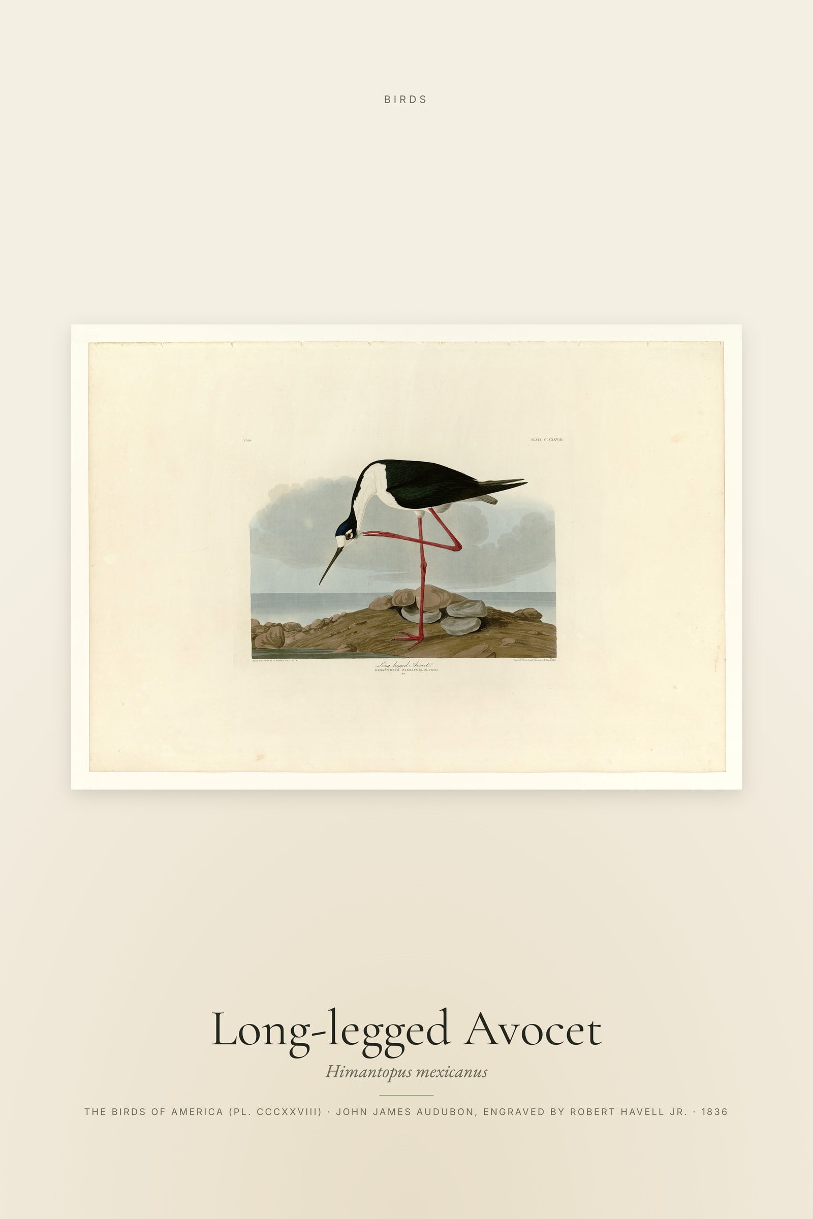 Long-legged Avocet
