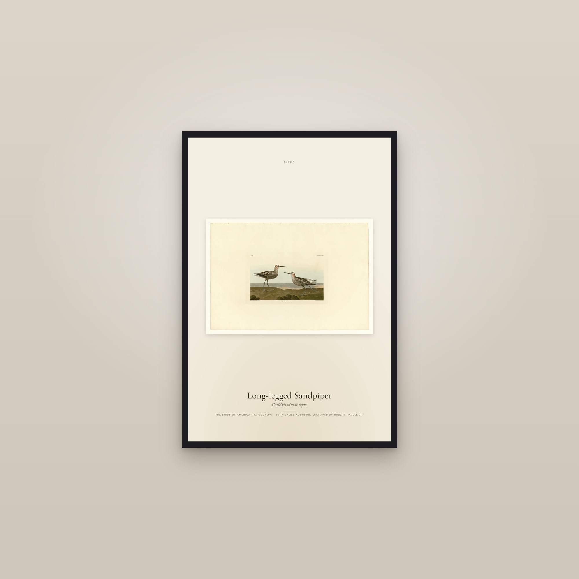 Long-legged Sandpiper — framed in a gallery setting