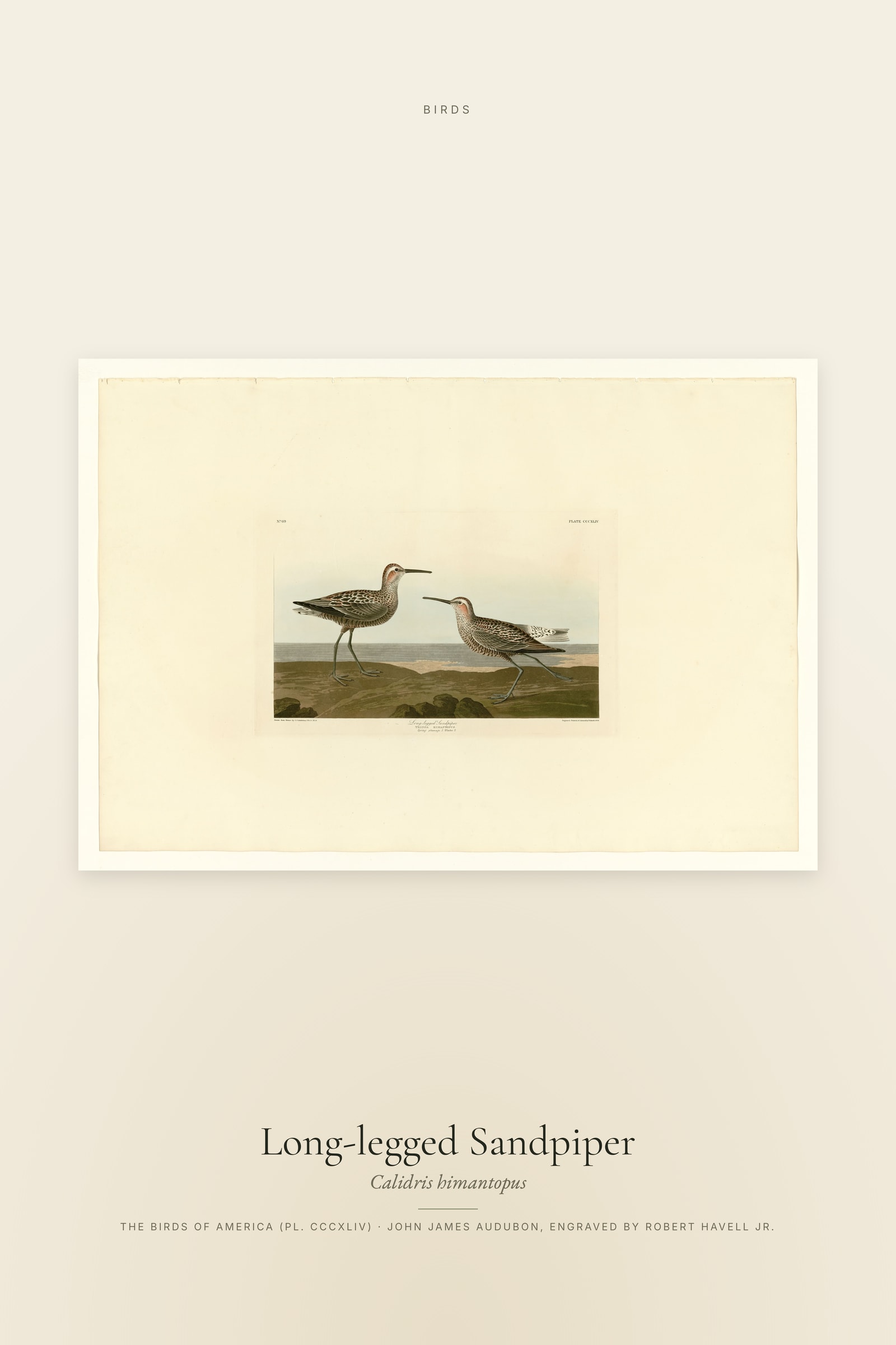 Long-legged Sandpiper