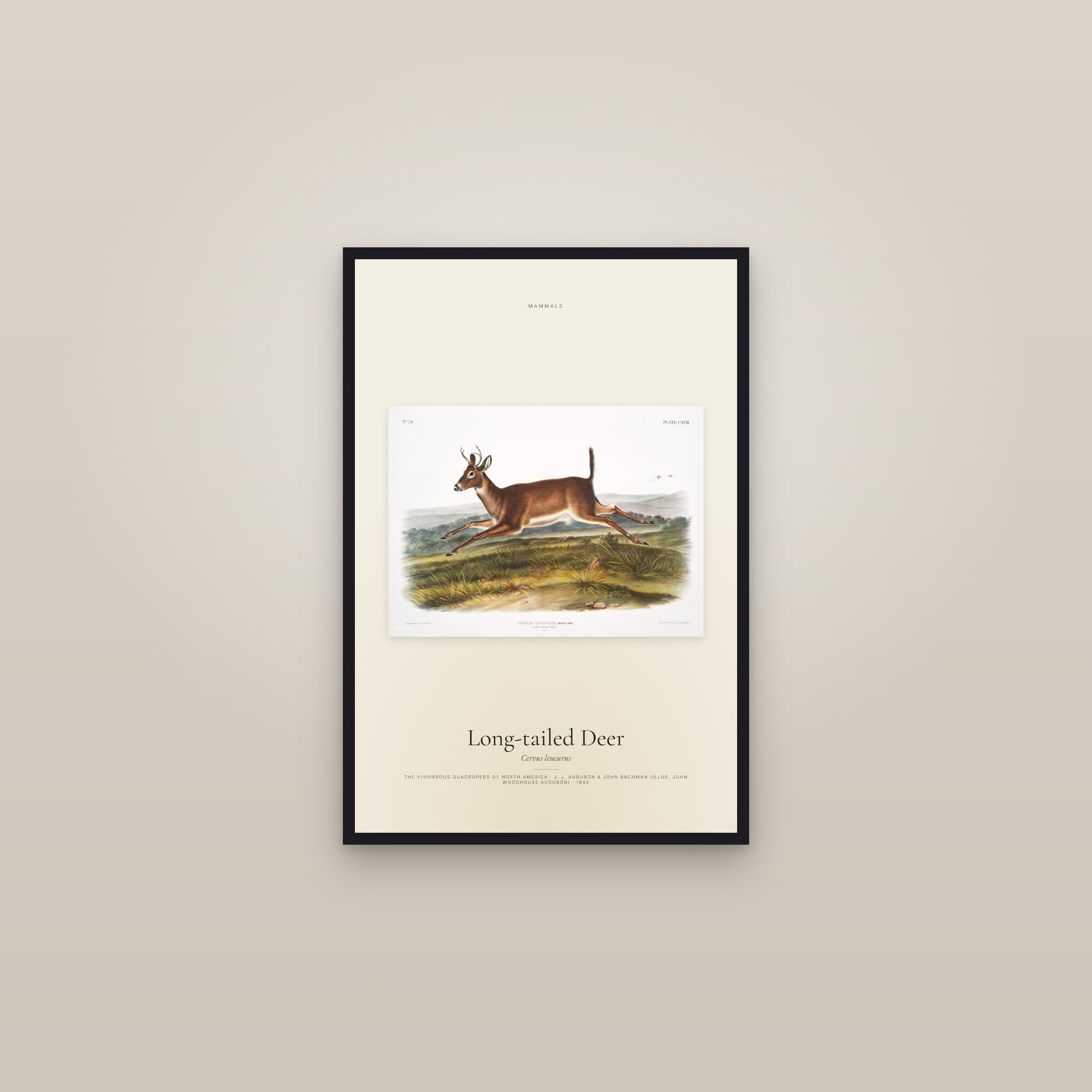 Long-tailed Deer — framed in a gallery setting