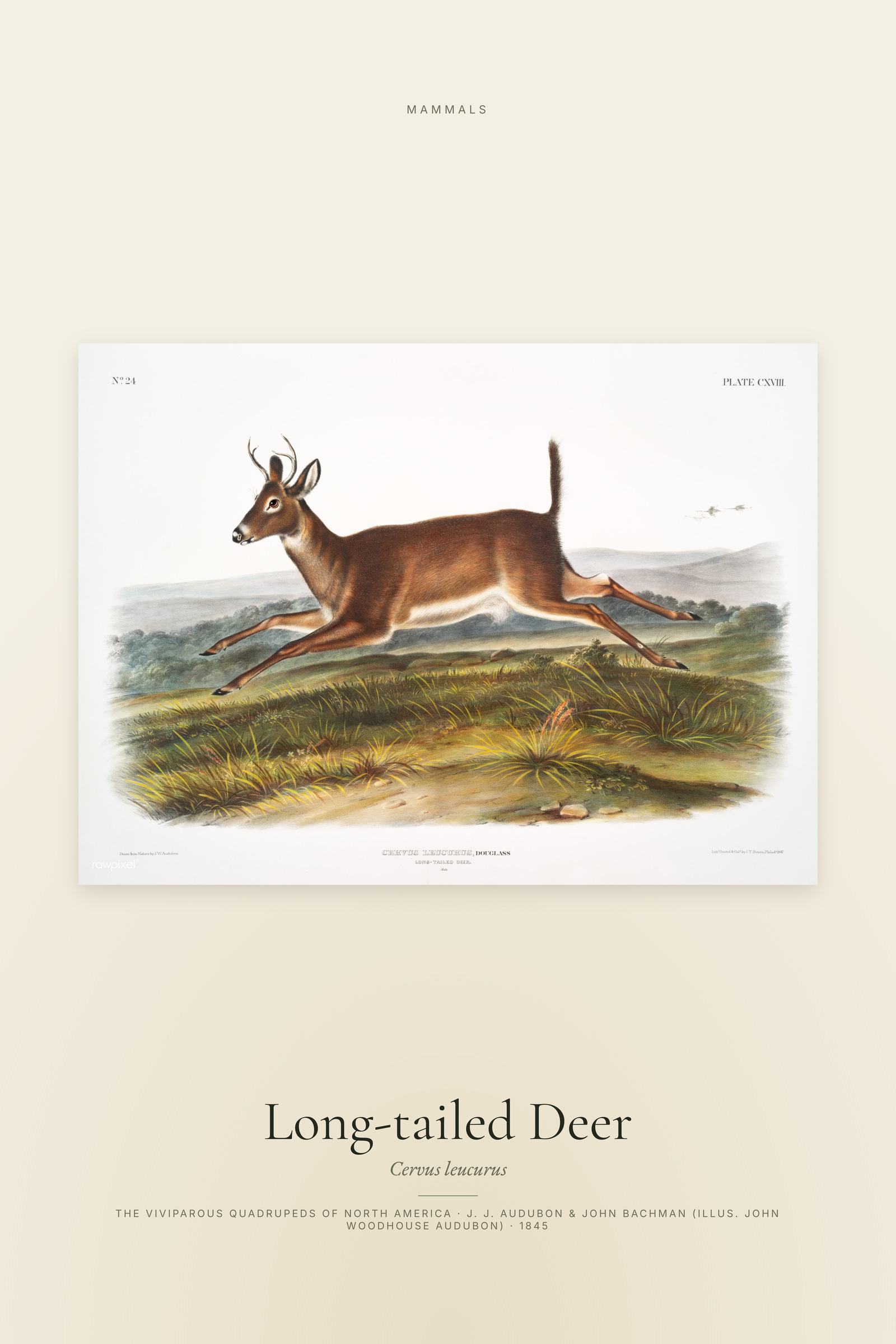 Long-tailed Deer