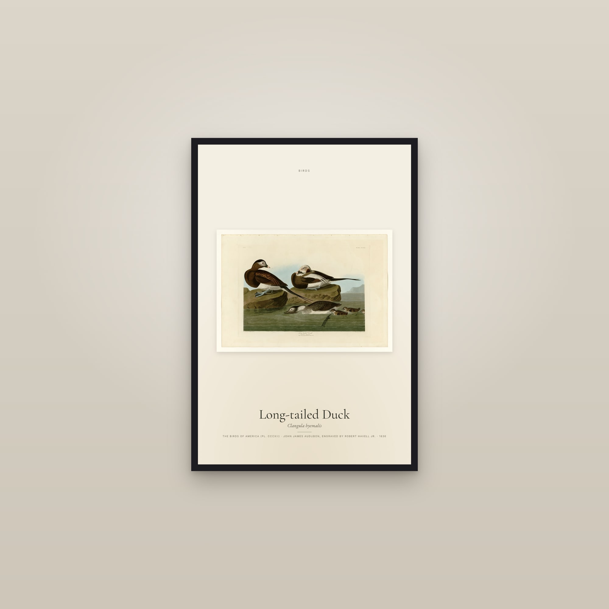 Long-tailed Duck — framed in a gallery setting