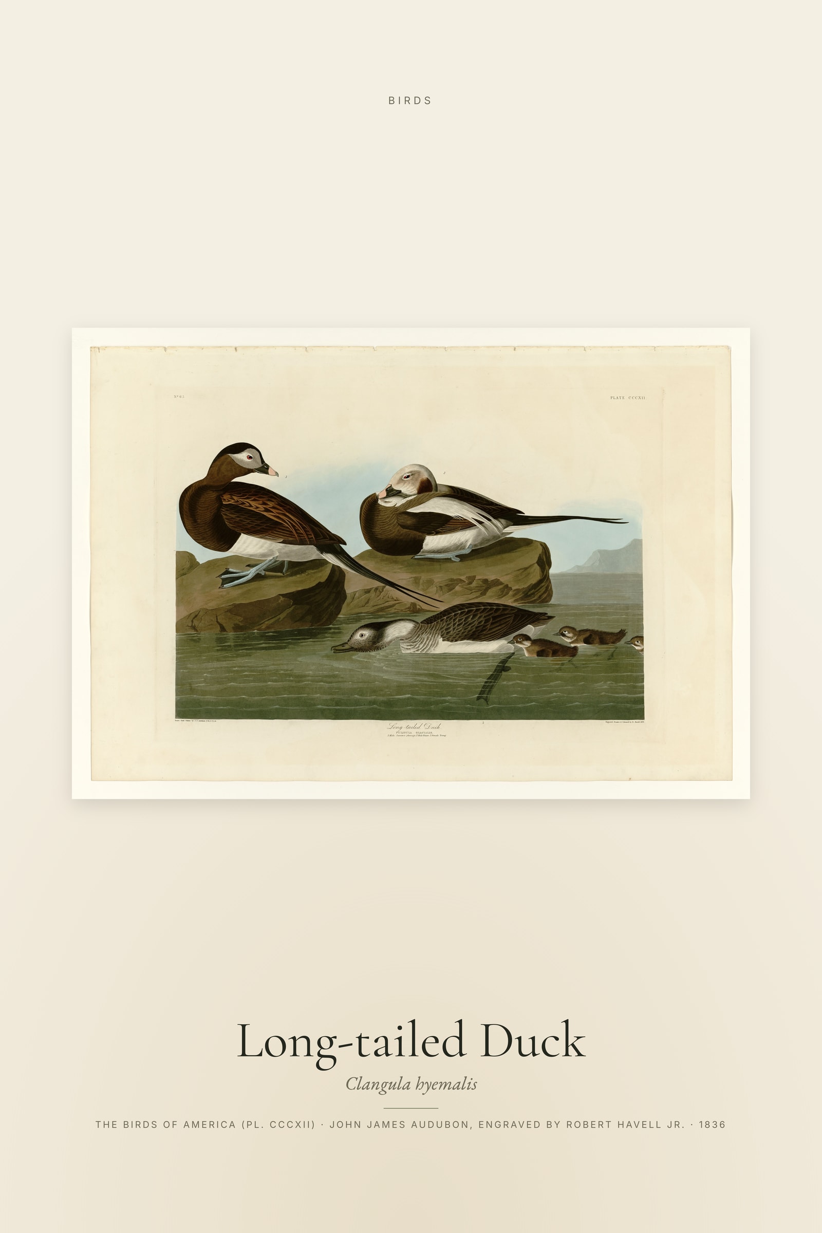 Long-tailed Duck