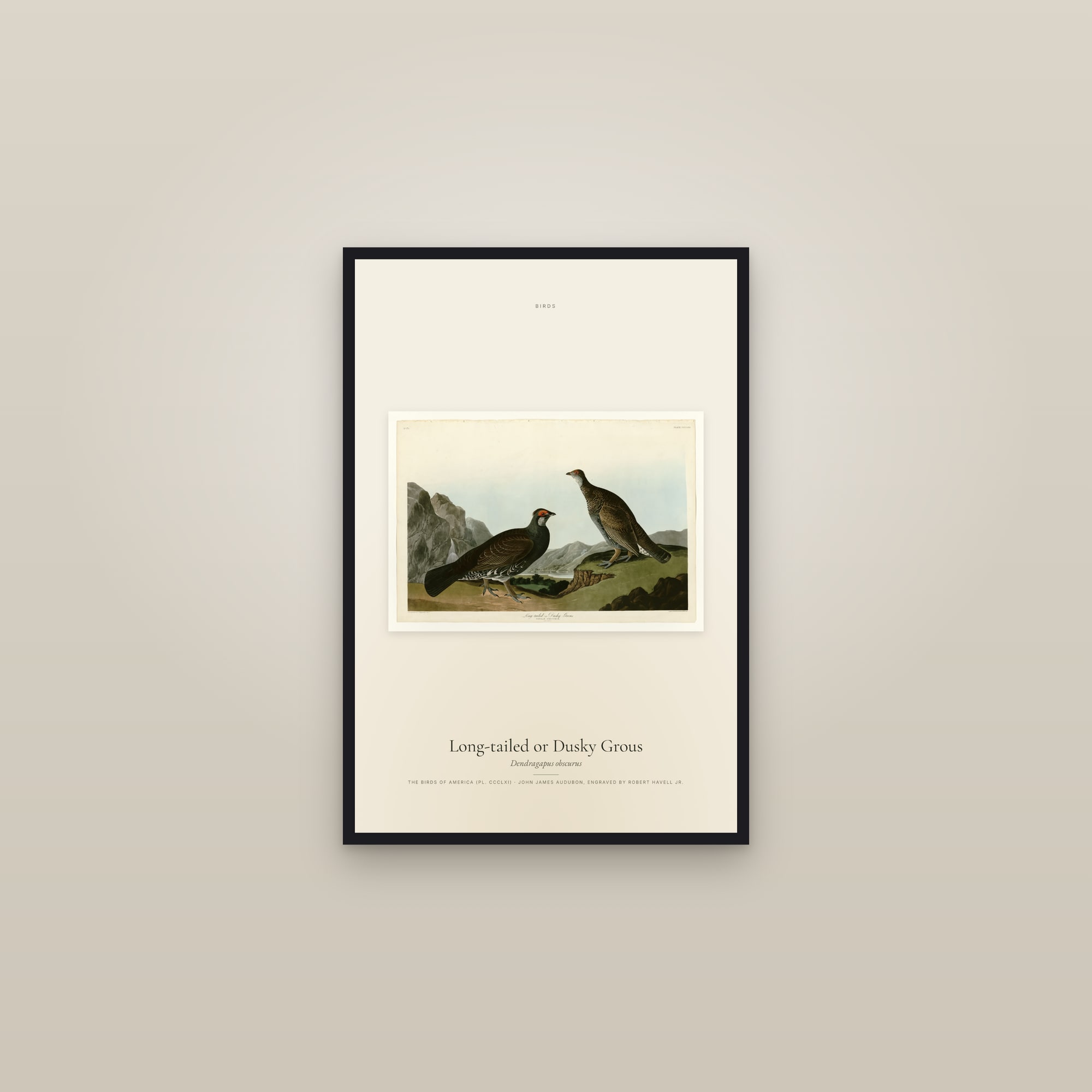 Long-tailed or Dusky Grous — framed in a gallery setting