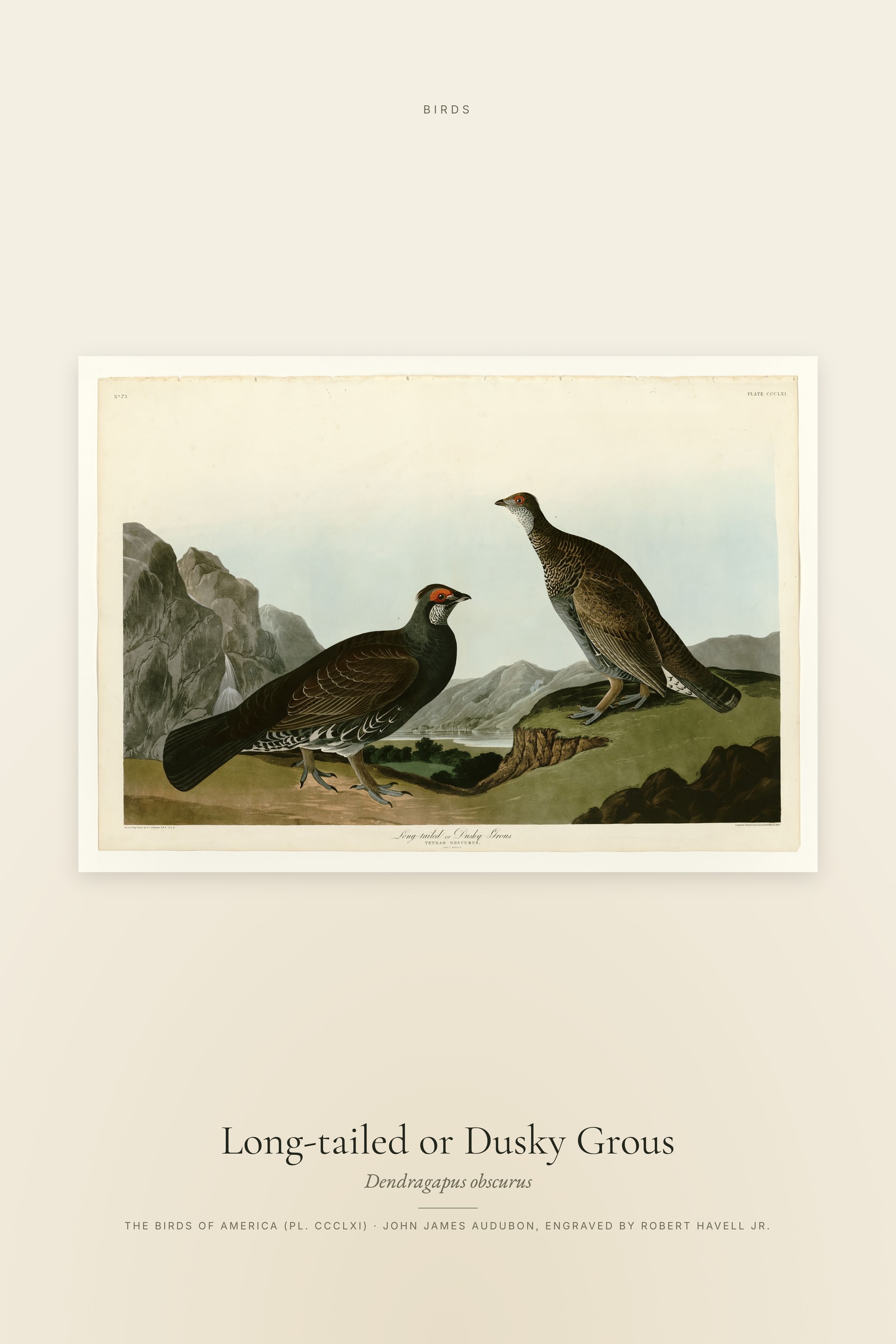 Long-tailed or Dusky Grous