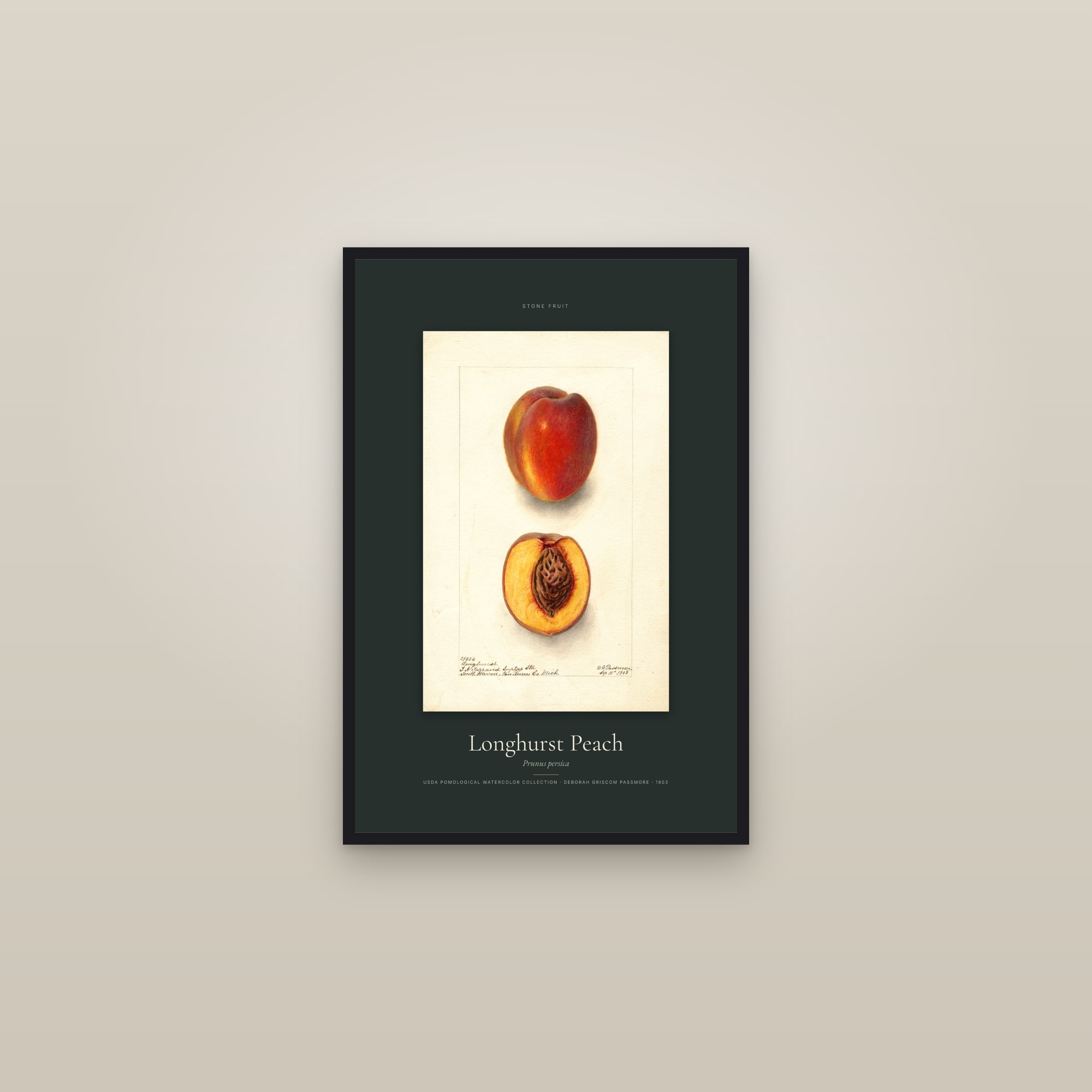 Longhurst Peach — Specimen — framed in a gallery setting