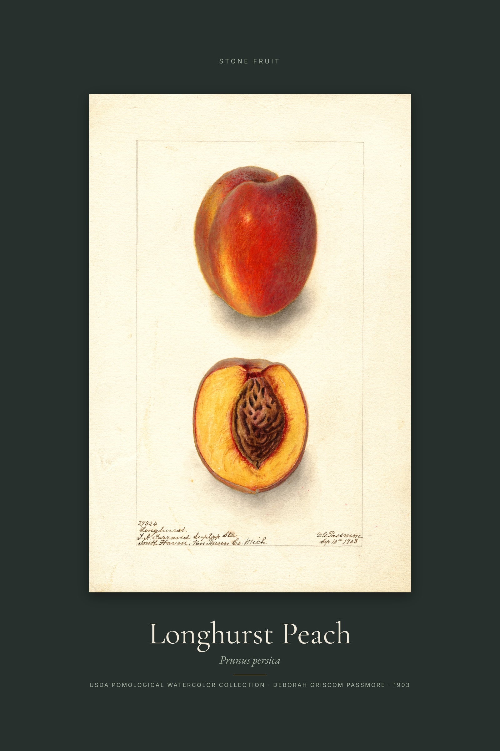 Longhurst Peach — Specimen