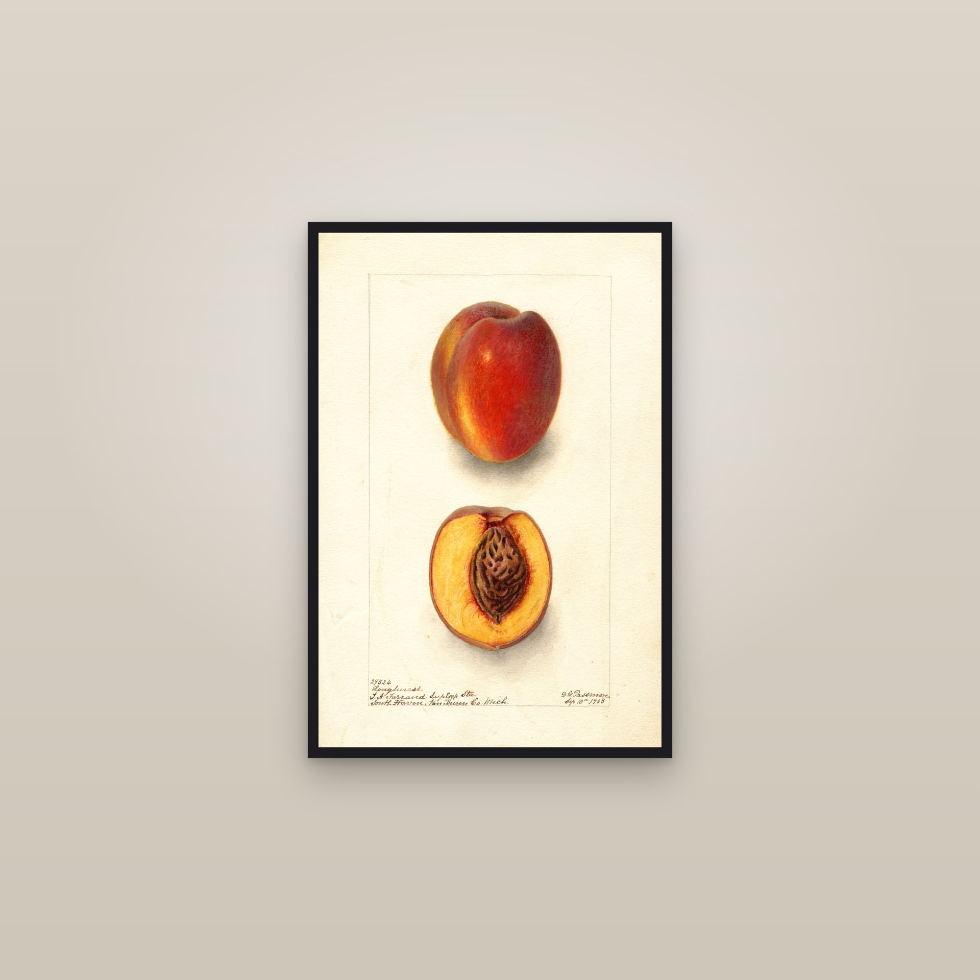 Longhurst Peach — framed in a gallery setting