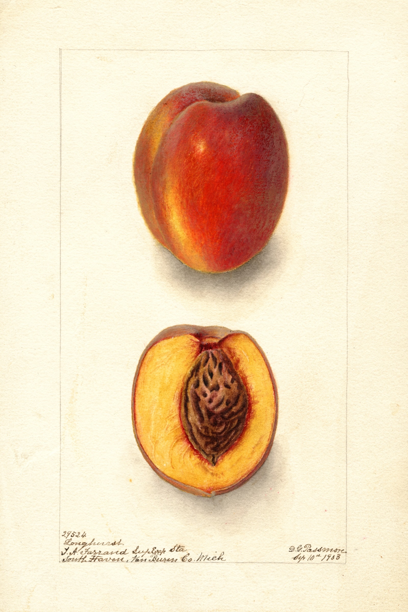 Longhurst Peach