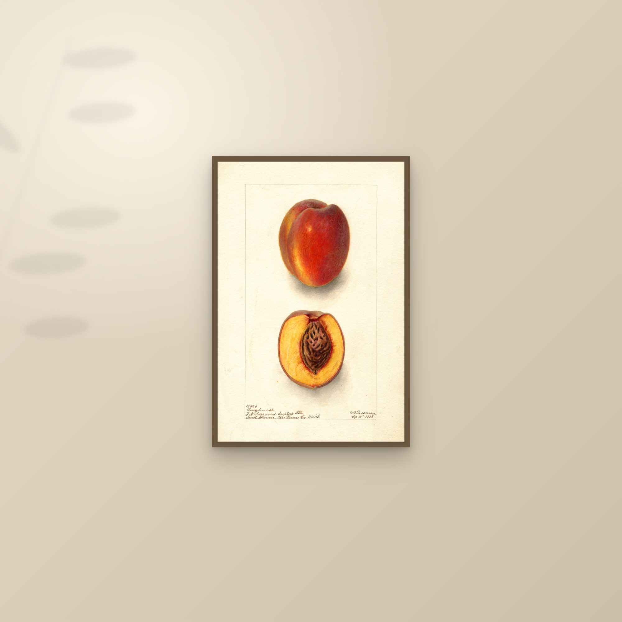 Longhurst Peach — framed and styled on a sunlit wall
