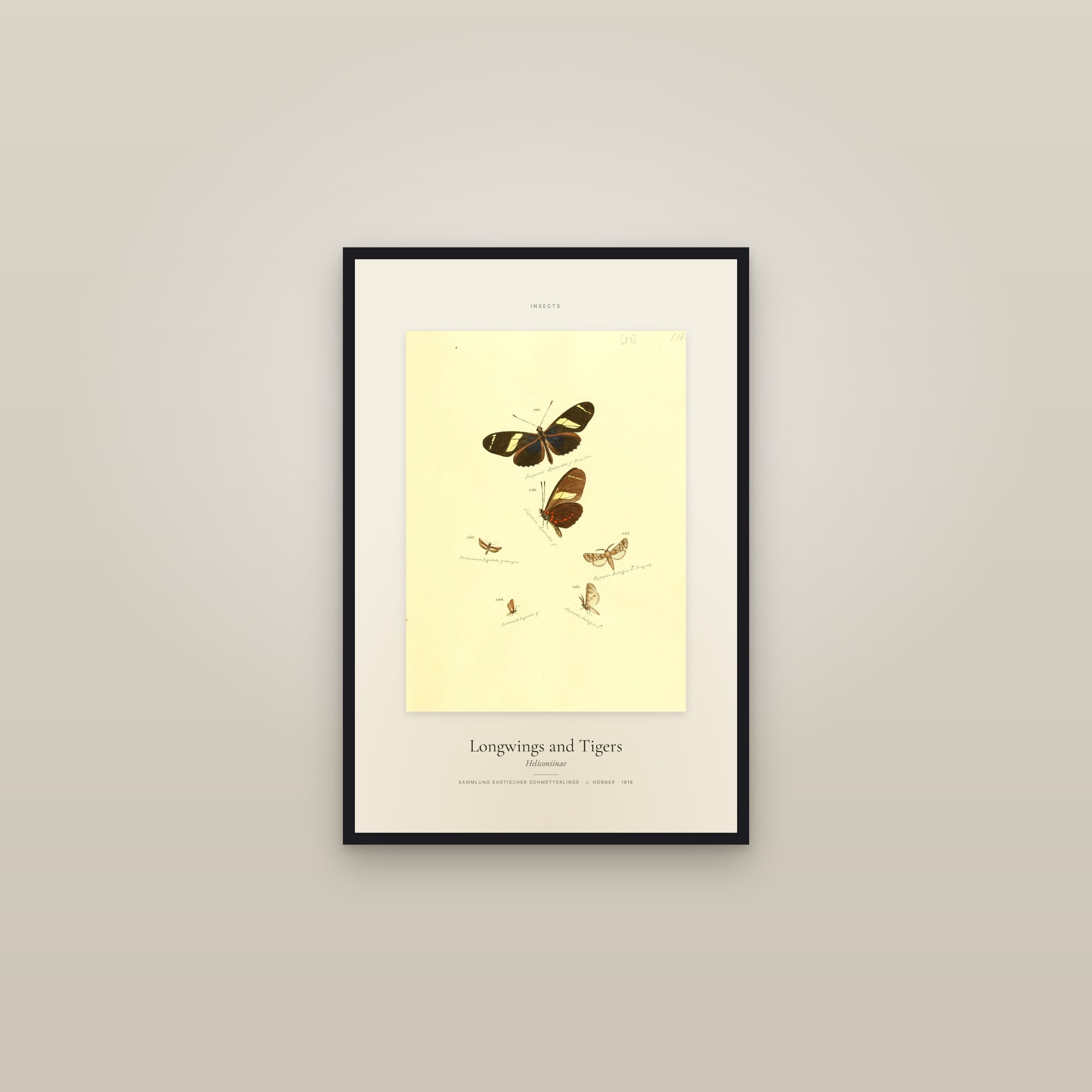 Longwings and Tigers — Specimen — framed in a gallery setting