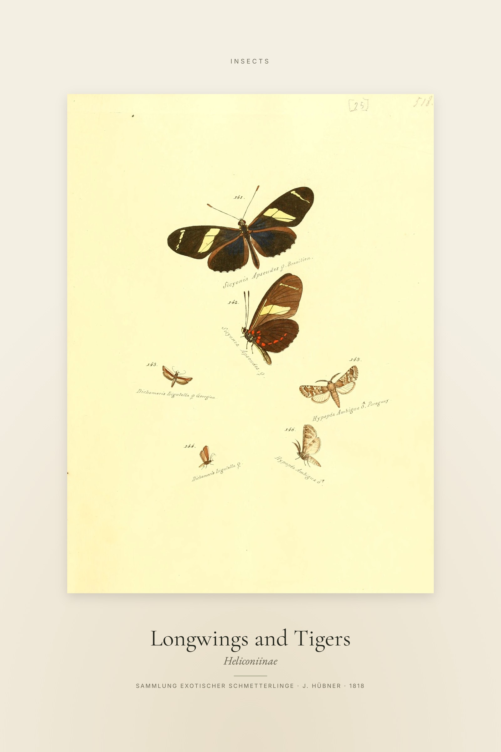 Longwings and Tigers — Specimen
