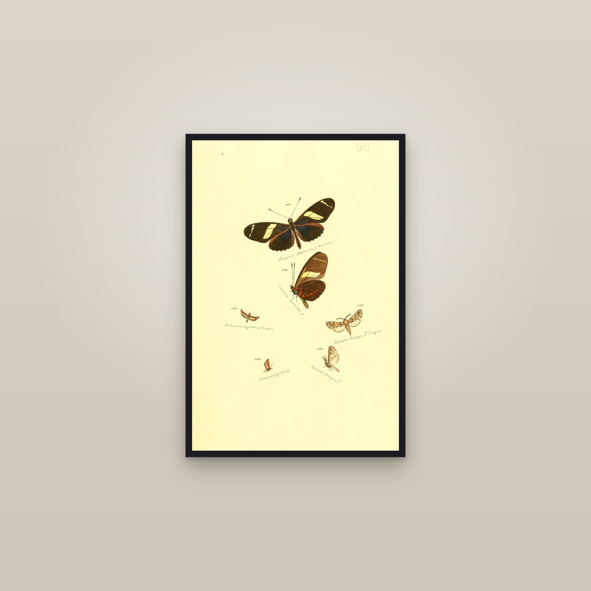 Longwings and Tigers — framed in a gallery setting