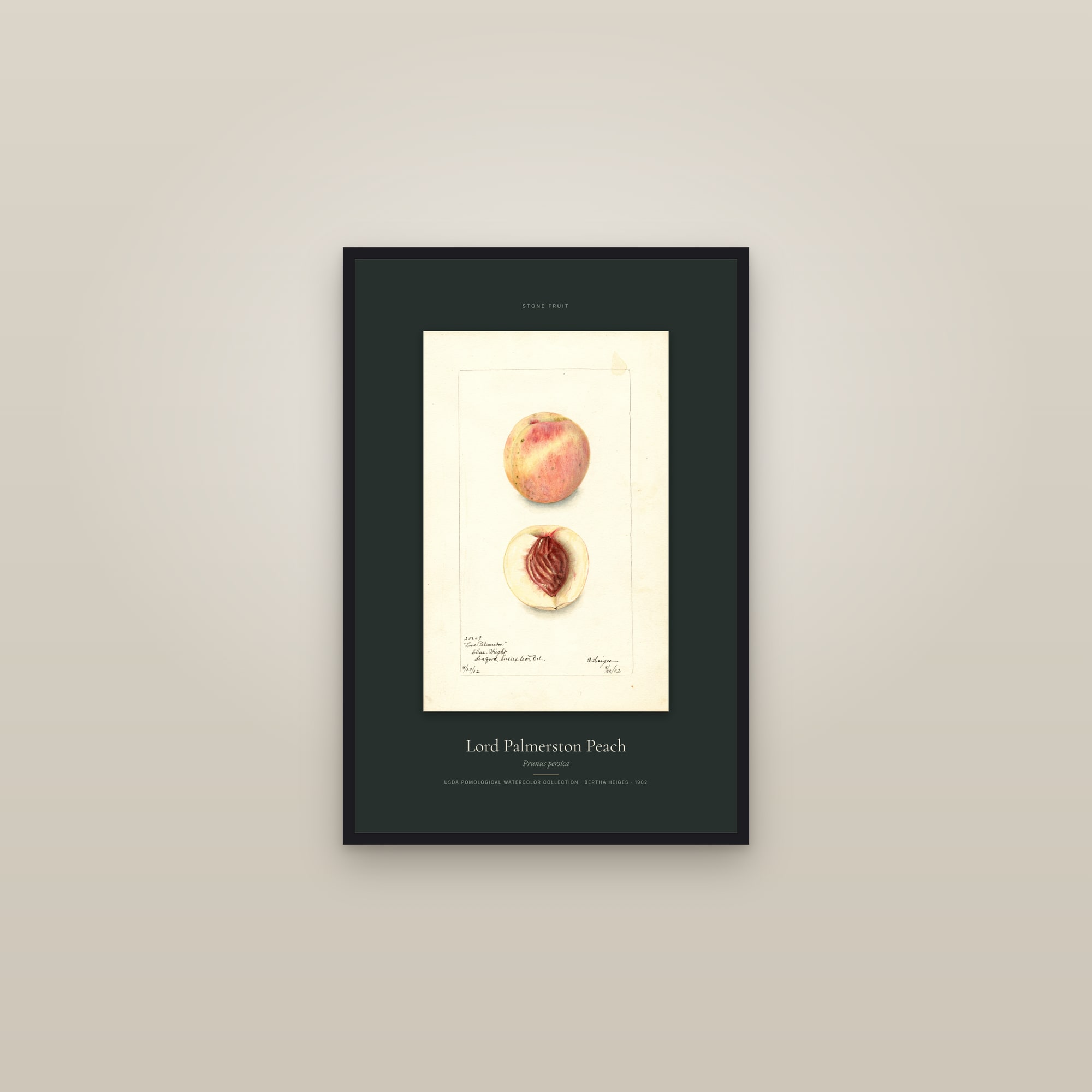 Lord Palmerston Peach — Specimen — framed in a gallery setting