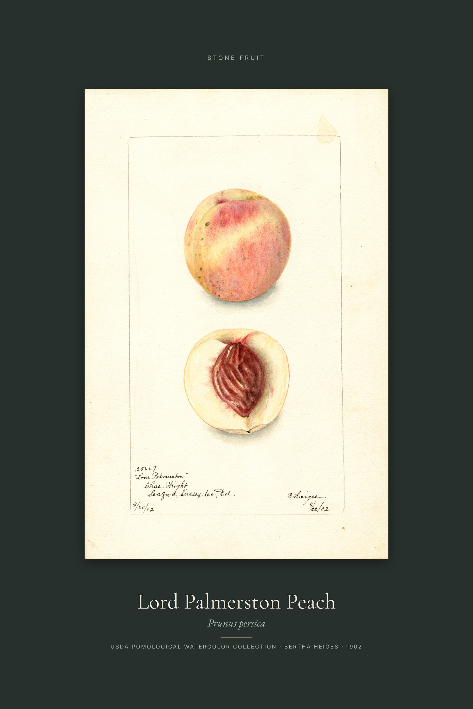 Lord Palmerston Peach — Specimen