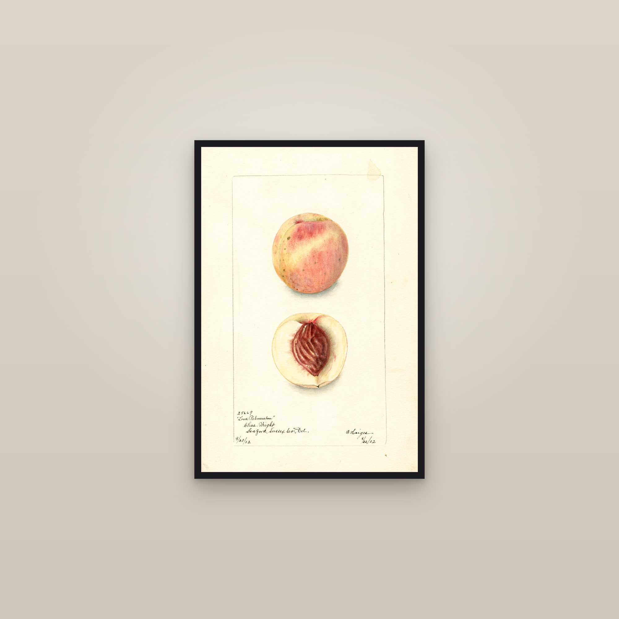 Lord Palmerston Peach — framed in a gallery setting