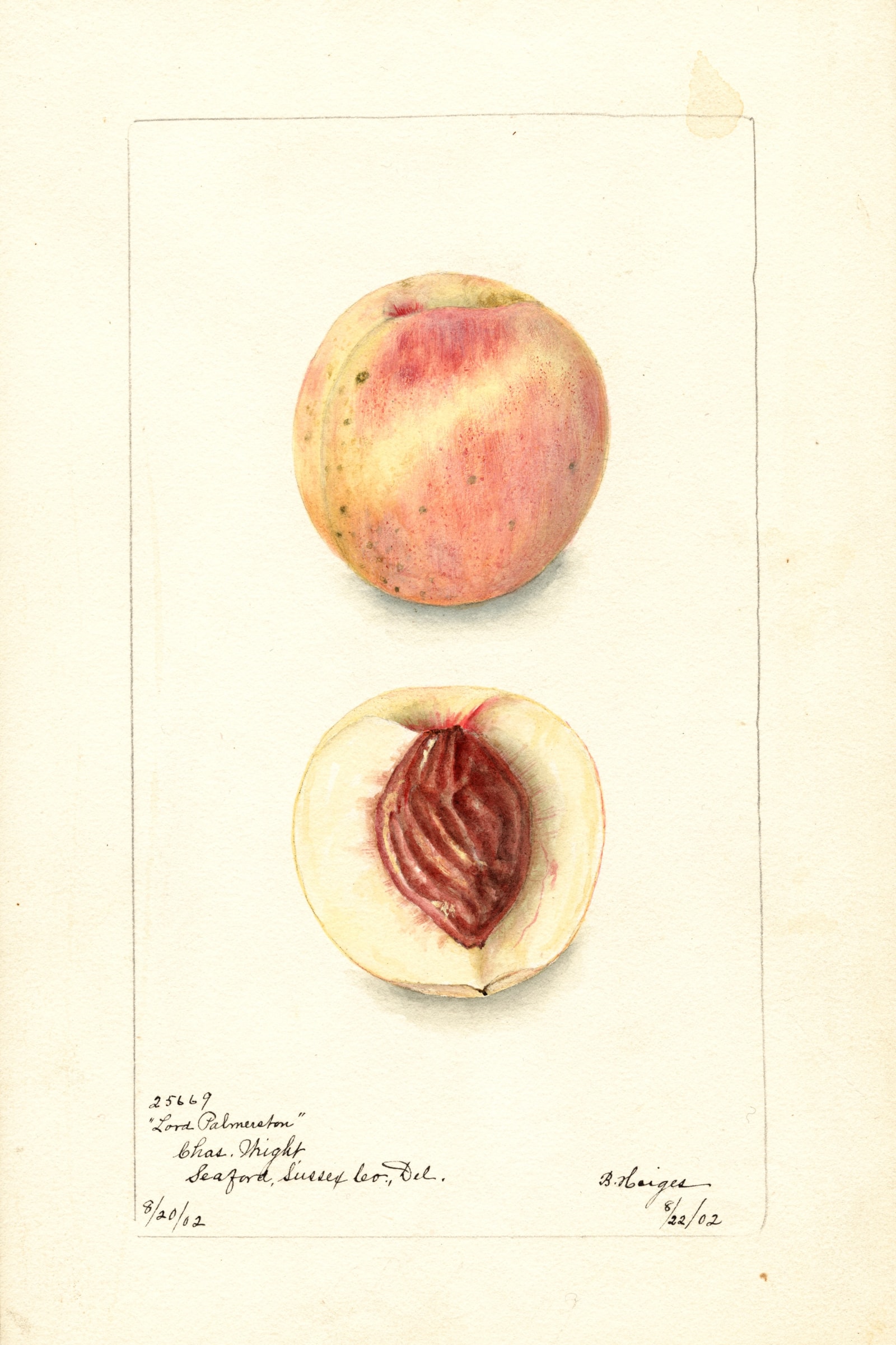 Lord Palmerston Peach